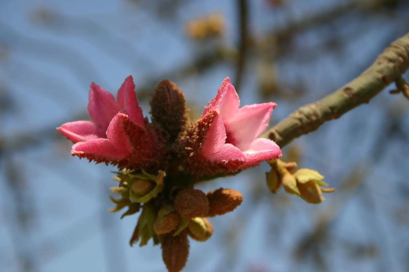 Lacebark (Brachychiton Discolor) — reaching heights of 30‚Äì45 ft with a canopy spread of 15‚Äì30 ft