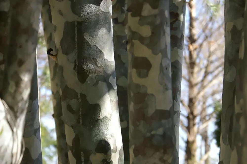 Lacebark (Brachychiton Discolor) — attracting pollinators to the garden.<br><br>Following its splendid flowering period; this semi-deciduous tree, image 74