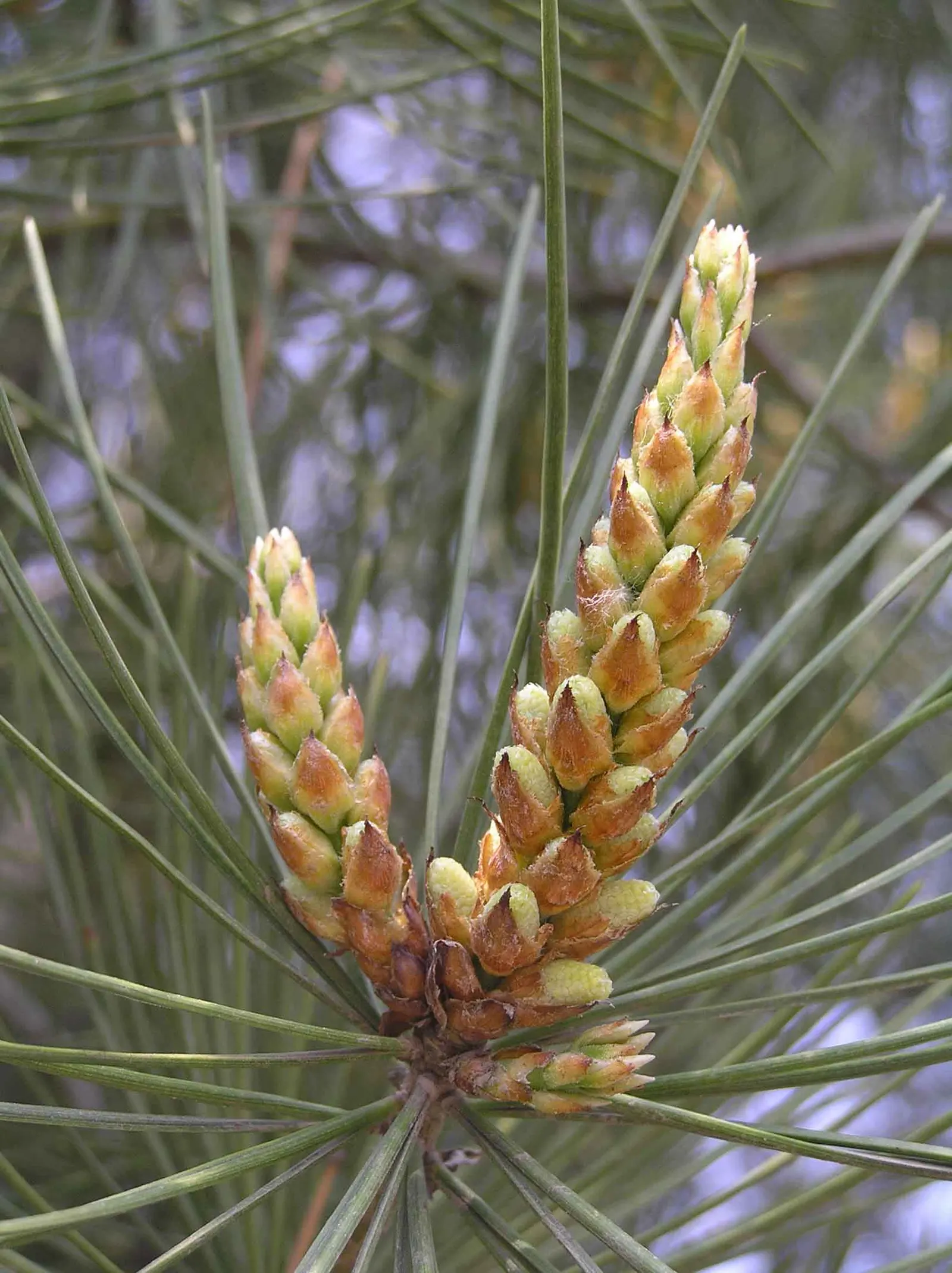 Lacebark (Brachychiton Discolor) — starting off green and maturing to brown; remember to include room for vertical and horizontal growth when, image 76