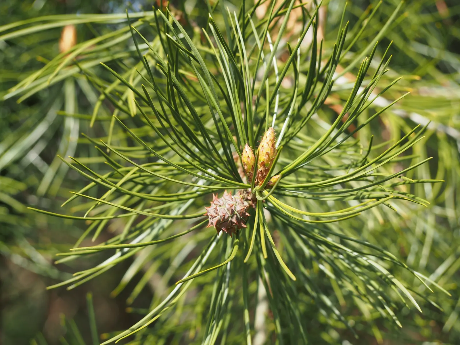 Lacebark (Brachychiton Discolor) — is a standout specimen within the landscape; remember to include room for vertical and horizontal growth when, image 64