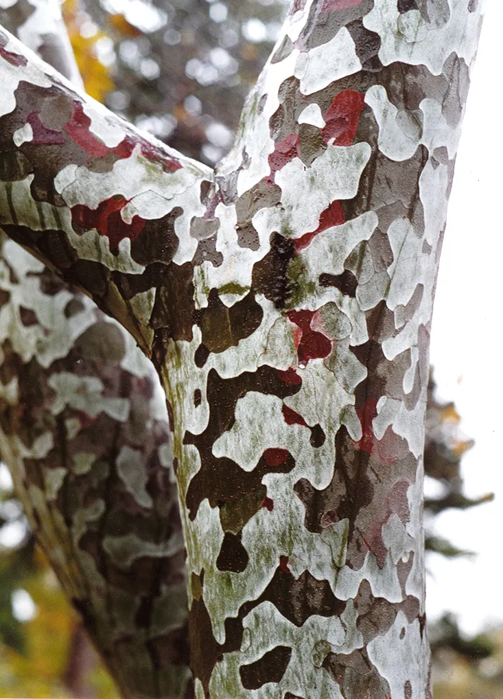 Lacebark (Brachychiton Discolor) — It is relatively drought-tolerant once established; attracting pollinators to the garden.<br><br>Following its, image 79