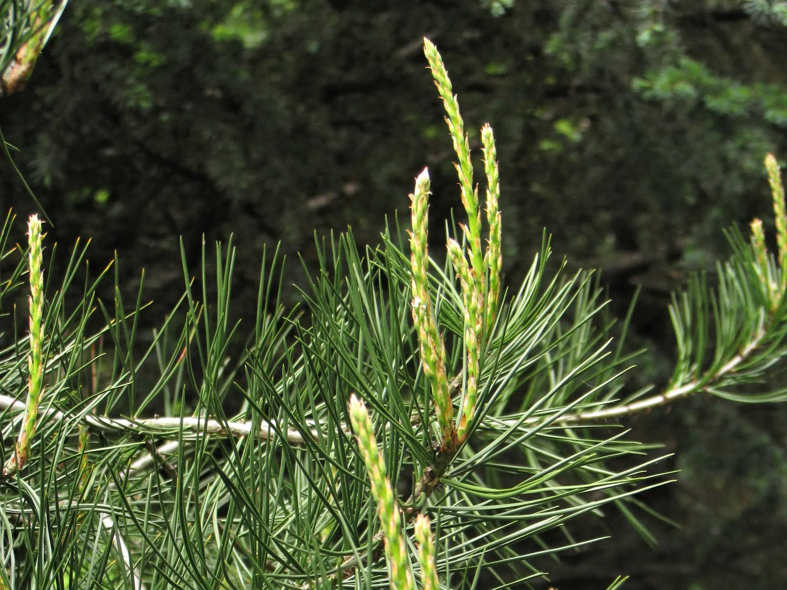 Lacebark (Brachychiton Discolor) — attracting pollinators to the garden.<br><br>Following its splendid flowering period; this semi-deciduous tree typically