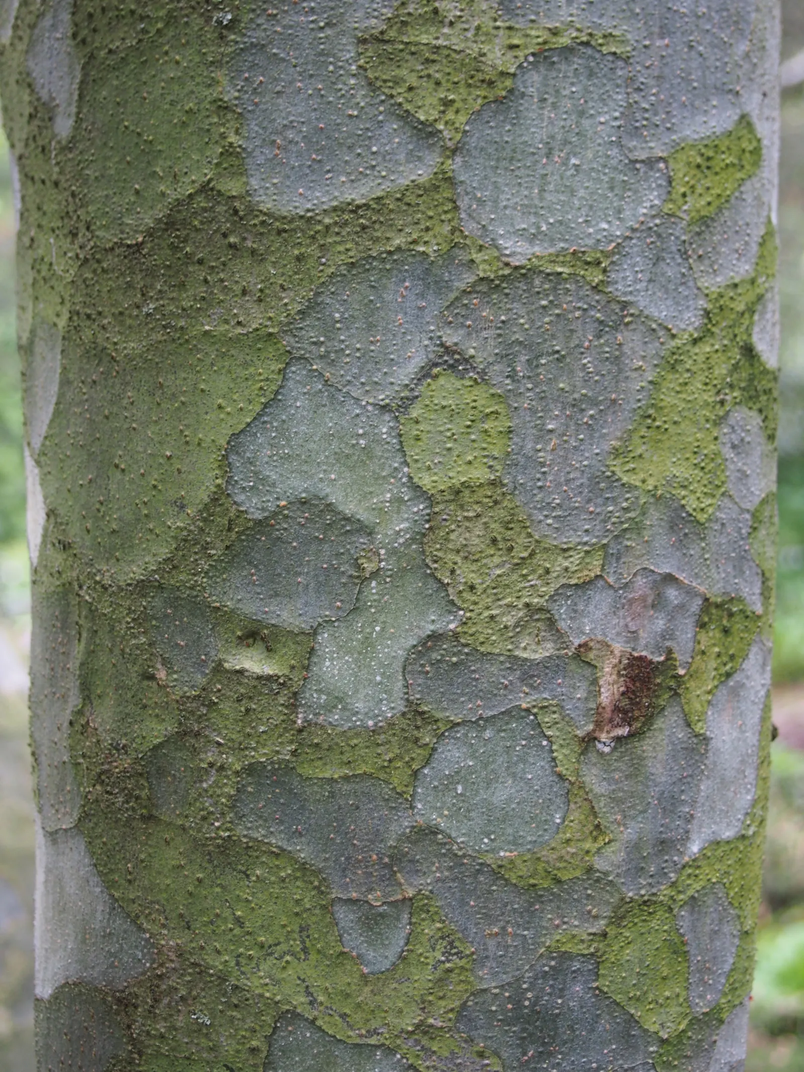 Lacebark (Brachychiton Discolor) — Remember to include room for vertical and horizontal growth when aligning this tree within a planting design; this