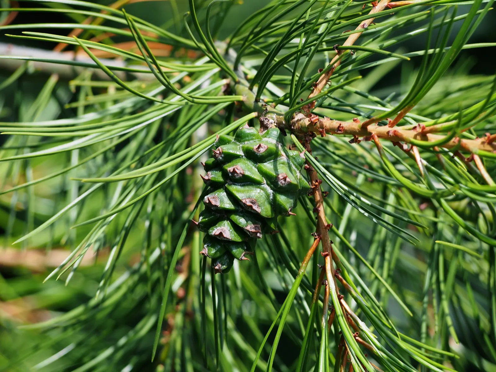 Lacebark (Brachychiton Discolor) — This semi-evergreen species thrives in USDA zones 9-11, preferring well-drained soils; remember to include room, image 60