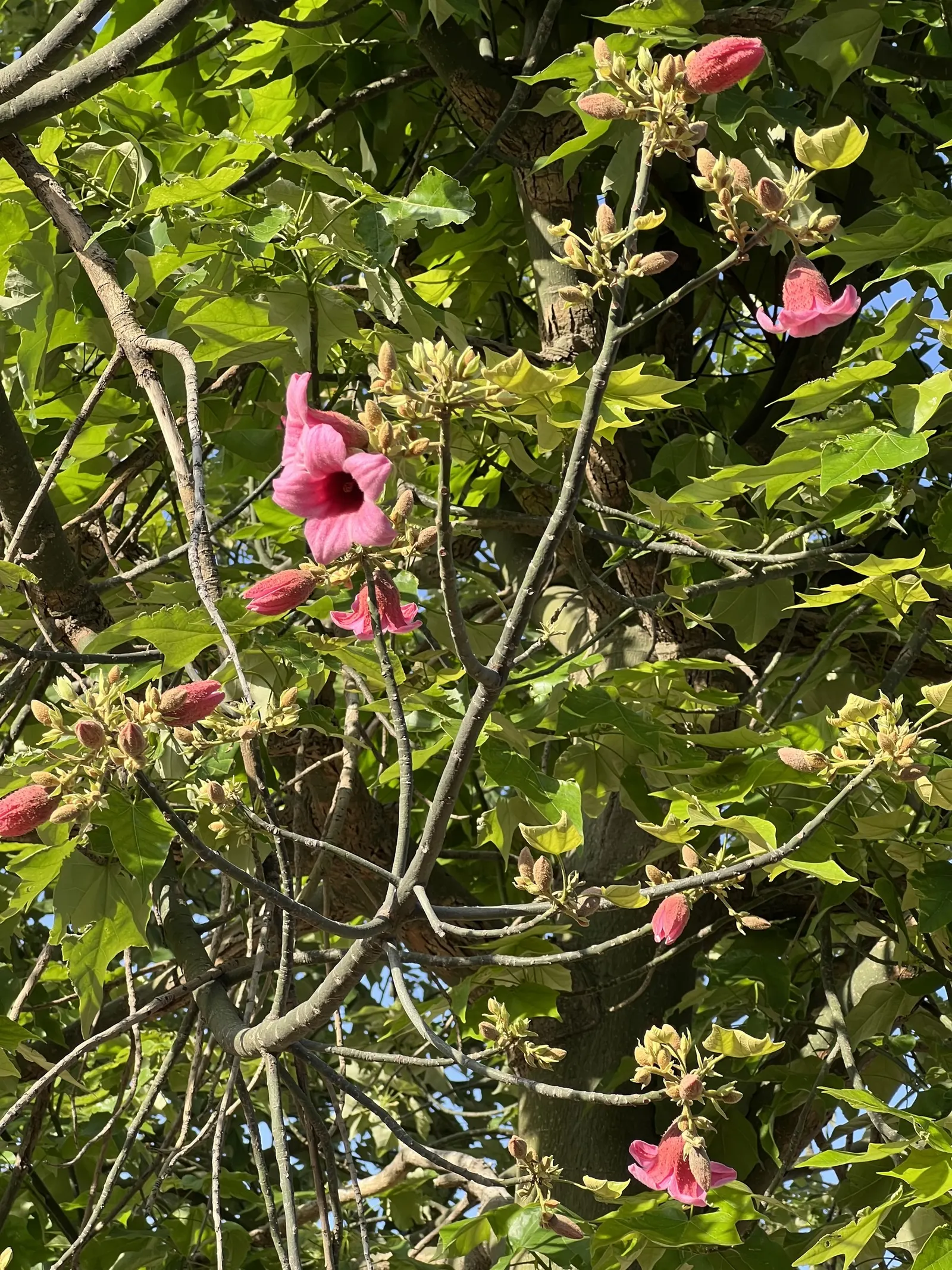 Lacebark (Brachychiton Discolor) — scientifically referred to as Brachychiton discolor