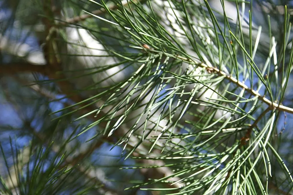 Lacebark (Brachychiton Discolor) — Remember to include room for vertical and horizontal growth when aligning this tree within a planting design, image 81