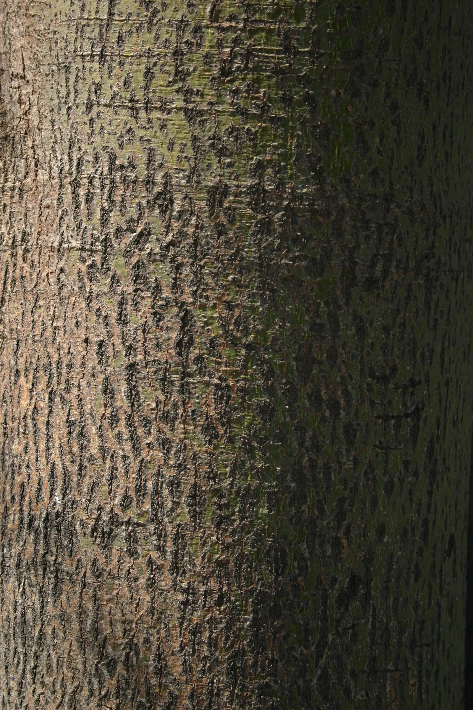 Lacebark (Brachychiton Discolor) — This semi-evergreen species thrives in USDA zones 9-11, preferring well-drained soils; remember to include room, image 116