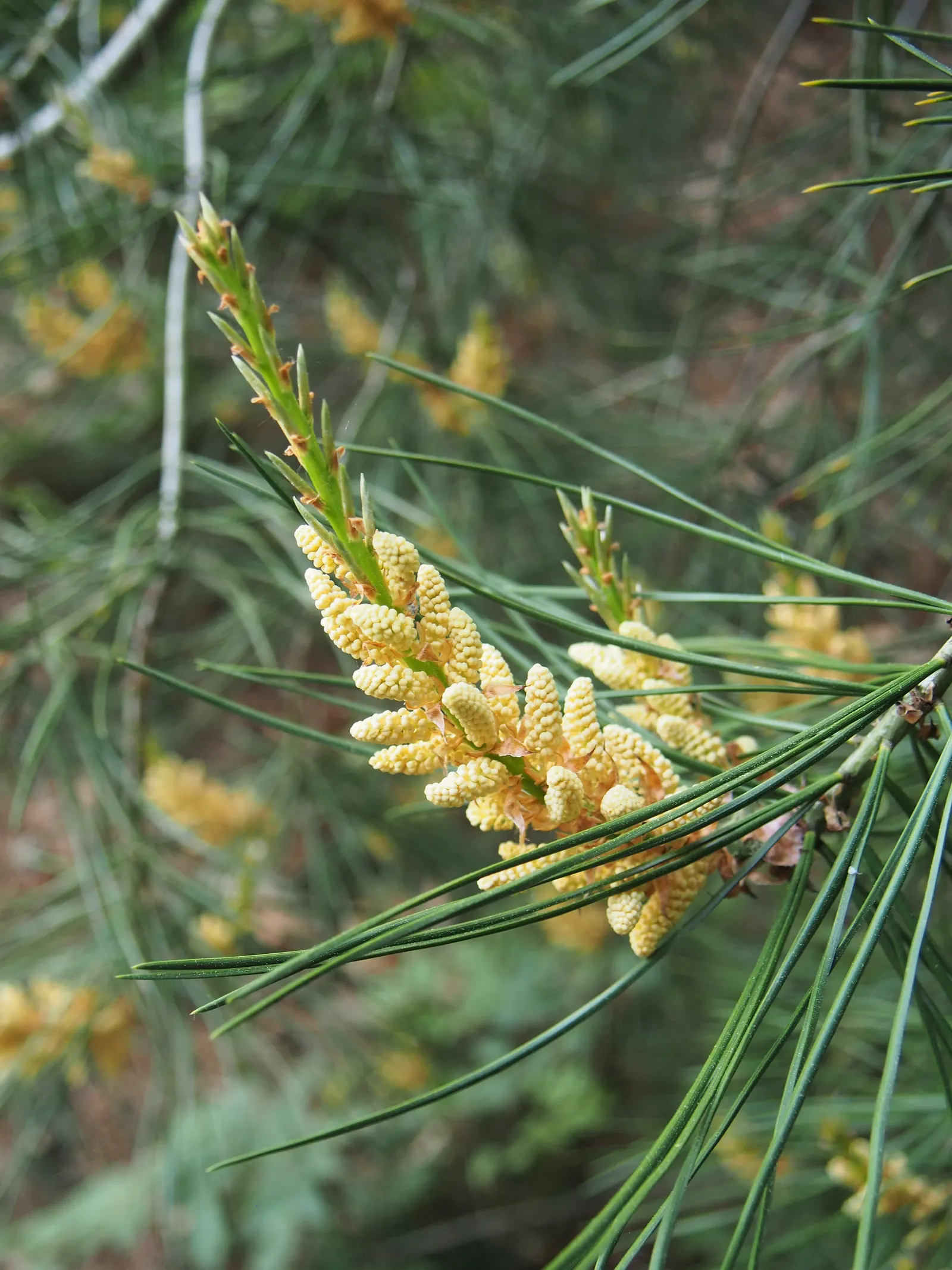 Lacebark (Brachychiton Discolor) — is renowned for its showy pink flowers and striking mottled bark; attracting pollinators to the, image 59