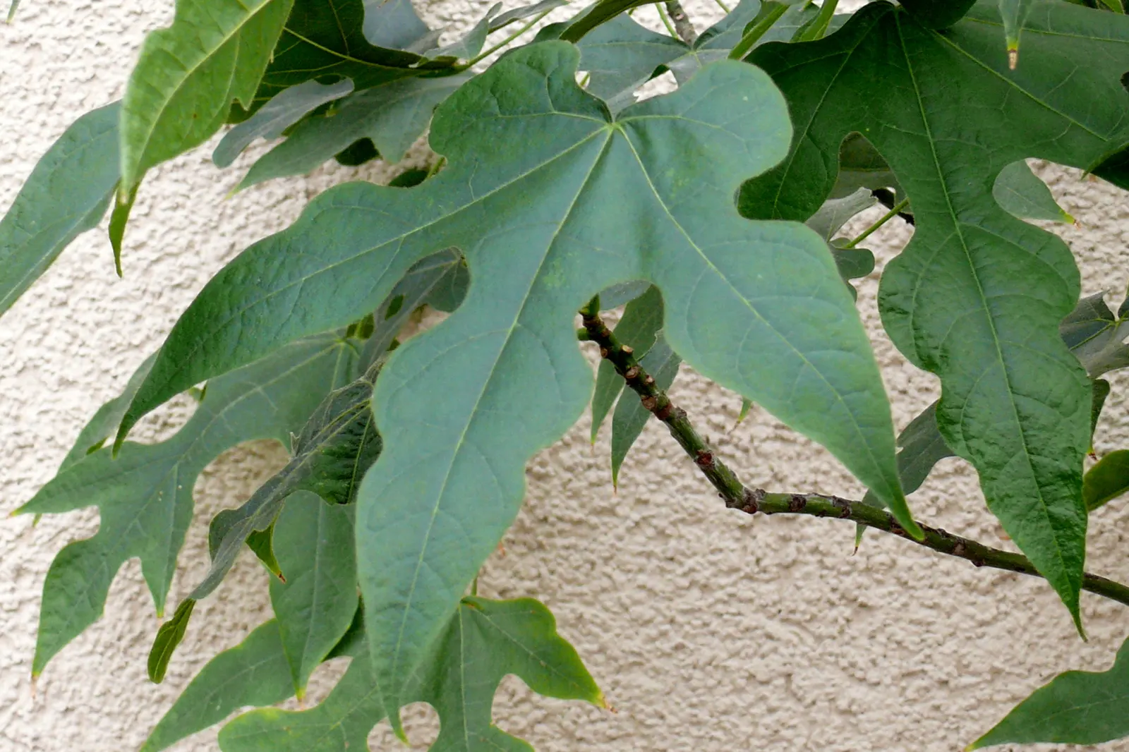 Lacebark (Brachychiton Discolor) — tree with pink blooms; attracting pollinators to the garden.<br><br>Following its splendid flowering period, image 111
