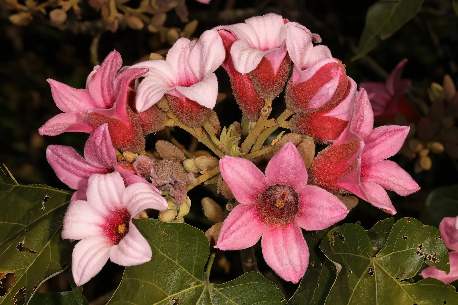 Lacebark (Brachychiton Discolor) — the Lacebark is adorned with bell-shaped; attracting pollinators to the garden.<br><br>Following its splendid, image 127
