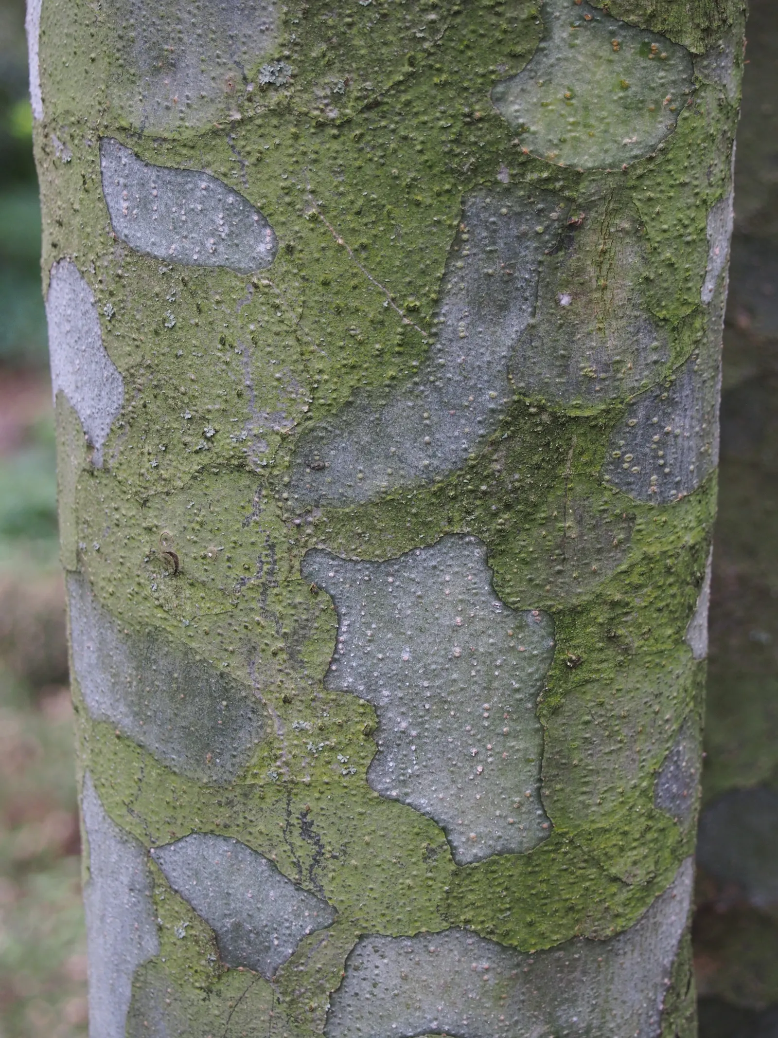 Lacebark (Brachychiton Discolor) — low-maintenance choice for landscapes seeking vertical interest and seasonal color; this semi-deciduous tree, image 62