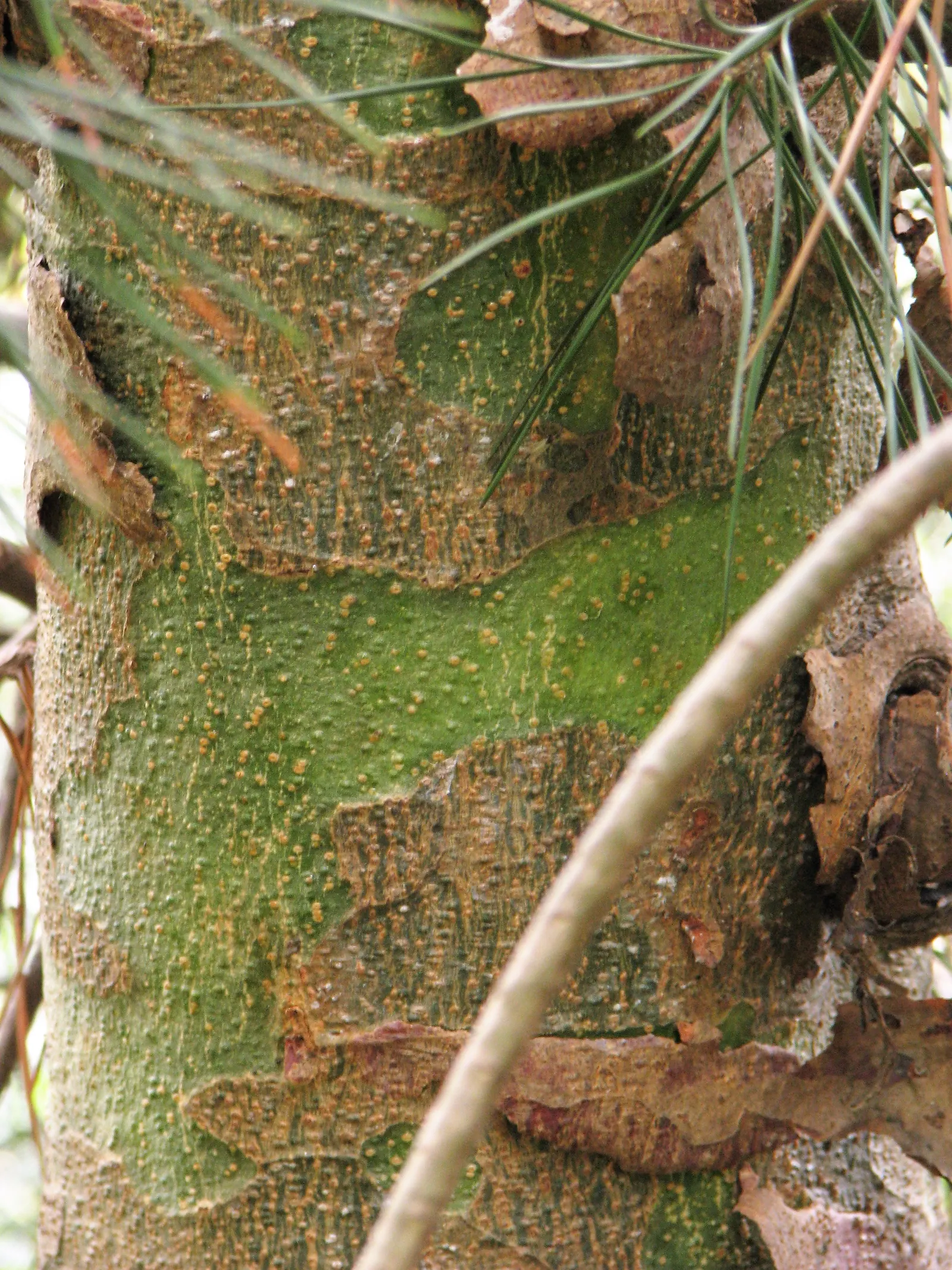Lacebark (Brachychiton Discolor) — thanks to its dynamic foliage and showy flowers; this semi-evergreen species thrives in USDA zones 9-11, image 65