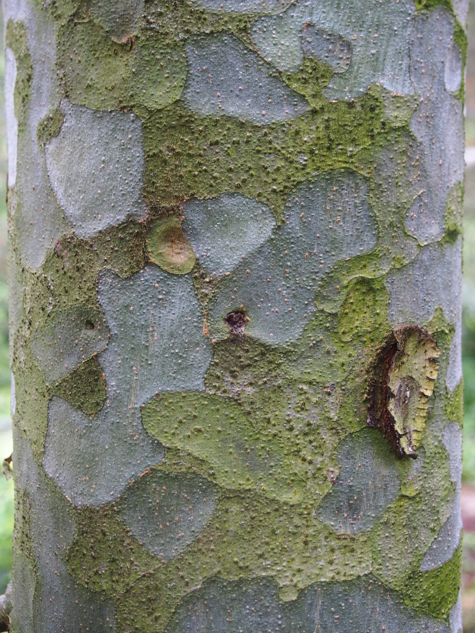 Lacebark (Brachychiton Discolor) — reaching heights of 30‚Äì45 ft with a canopy spread of 15‚Äì30 ft; this semi-deciduous tree typically reaches, image 58