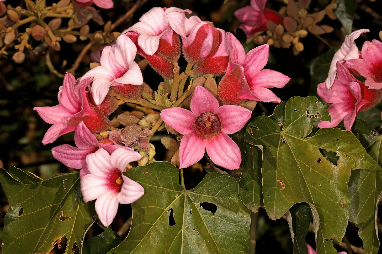Lacebark (Brachychiton Discolor) — is renowned for its showy pink flowers and striking mottled bark