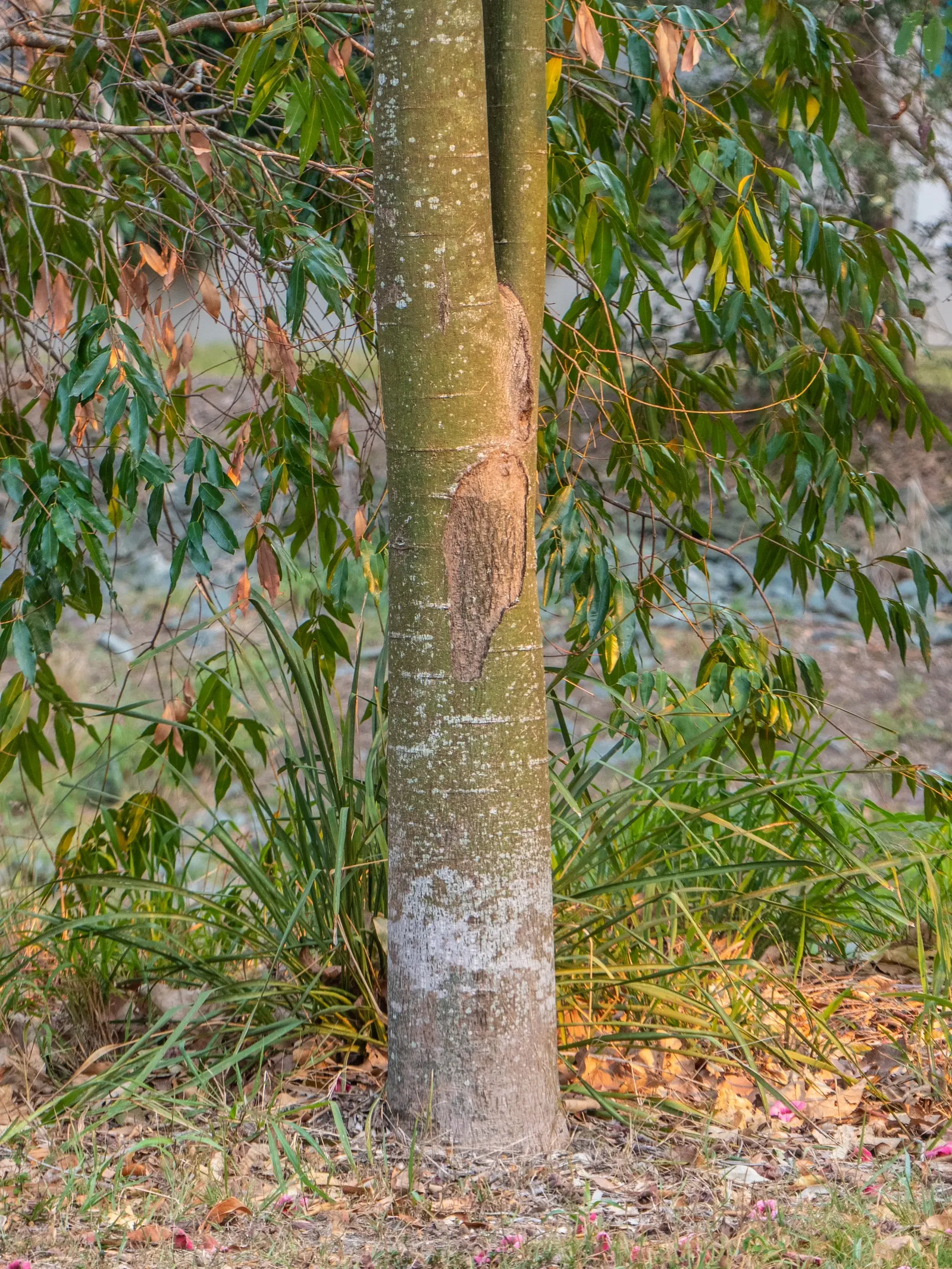 Lacebark (Brachychiton Discolor) — This semi-evergreen species thrives in USDA zones 9-11, preferring well-drained soils