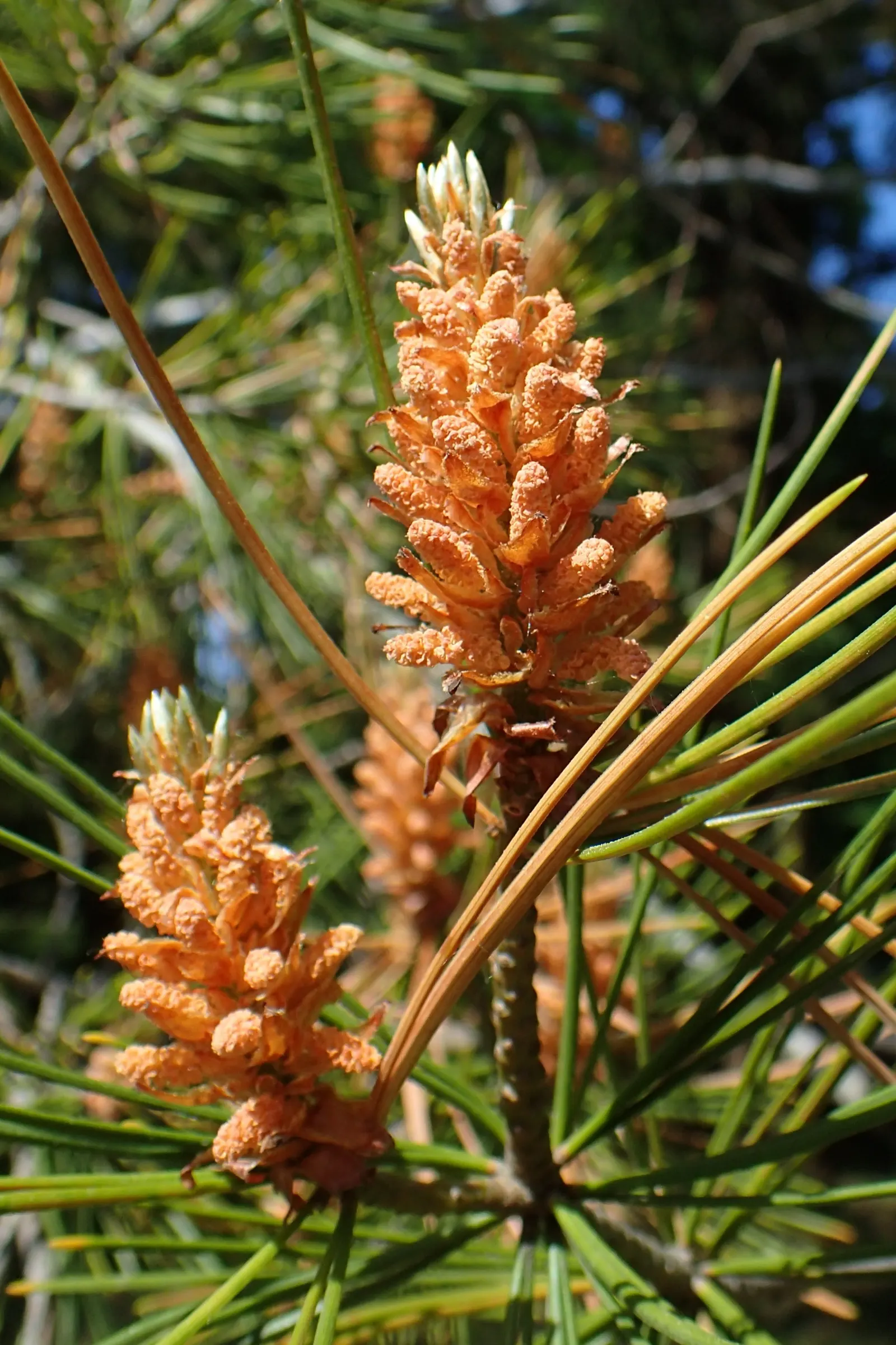 Lacebark (Brachychiton Discolor) — tree for full or half; remember to include room for vertical and horizontal growth when aligning this tree, image 84