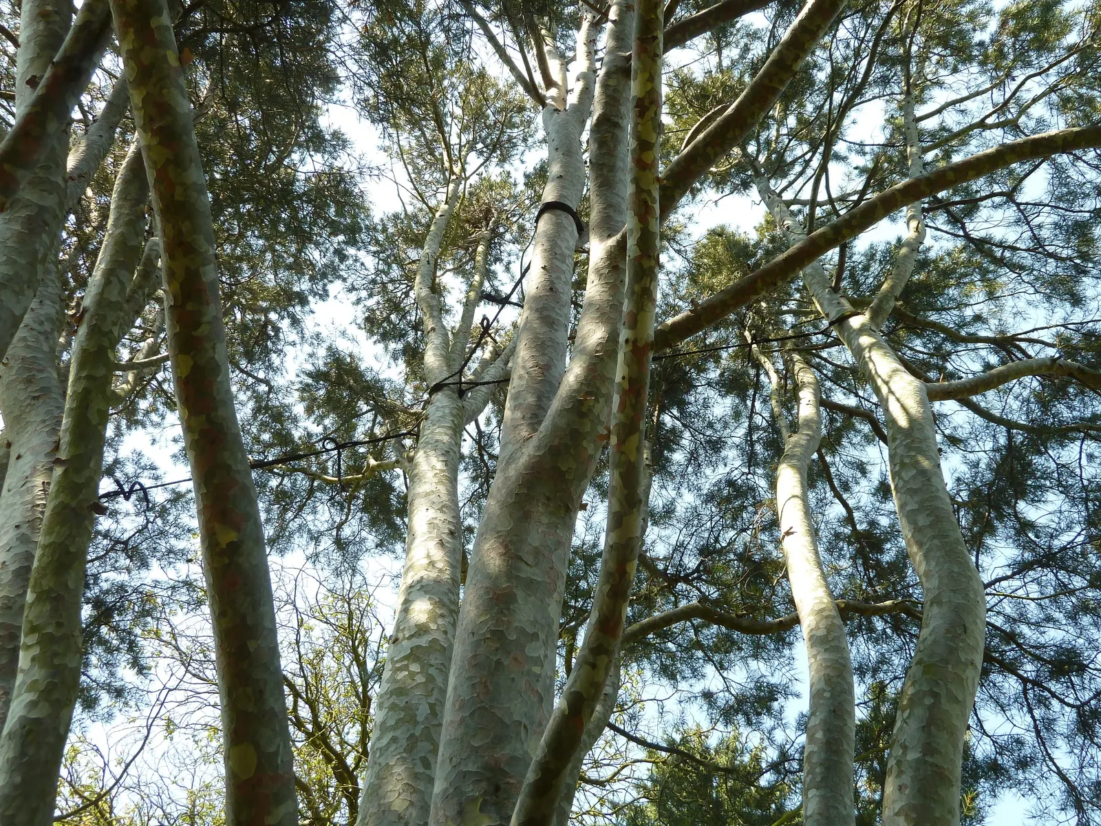 Lacebark (Brachychiton Discolor) — The blooms are roughly 1 to 2 inches in diameter; this semi-evergreen species thrives in USDA zones 9-11, image 73