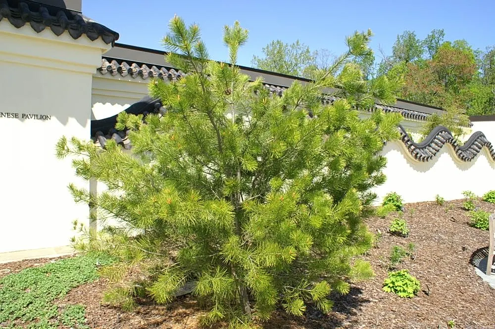 Lacebark (Brachychiton Discolor) — making it a sturdy option for a variety of landscape designs; remember to include room for vertical and, image 80