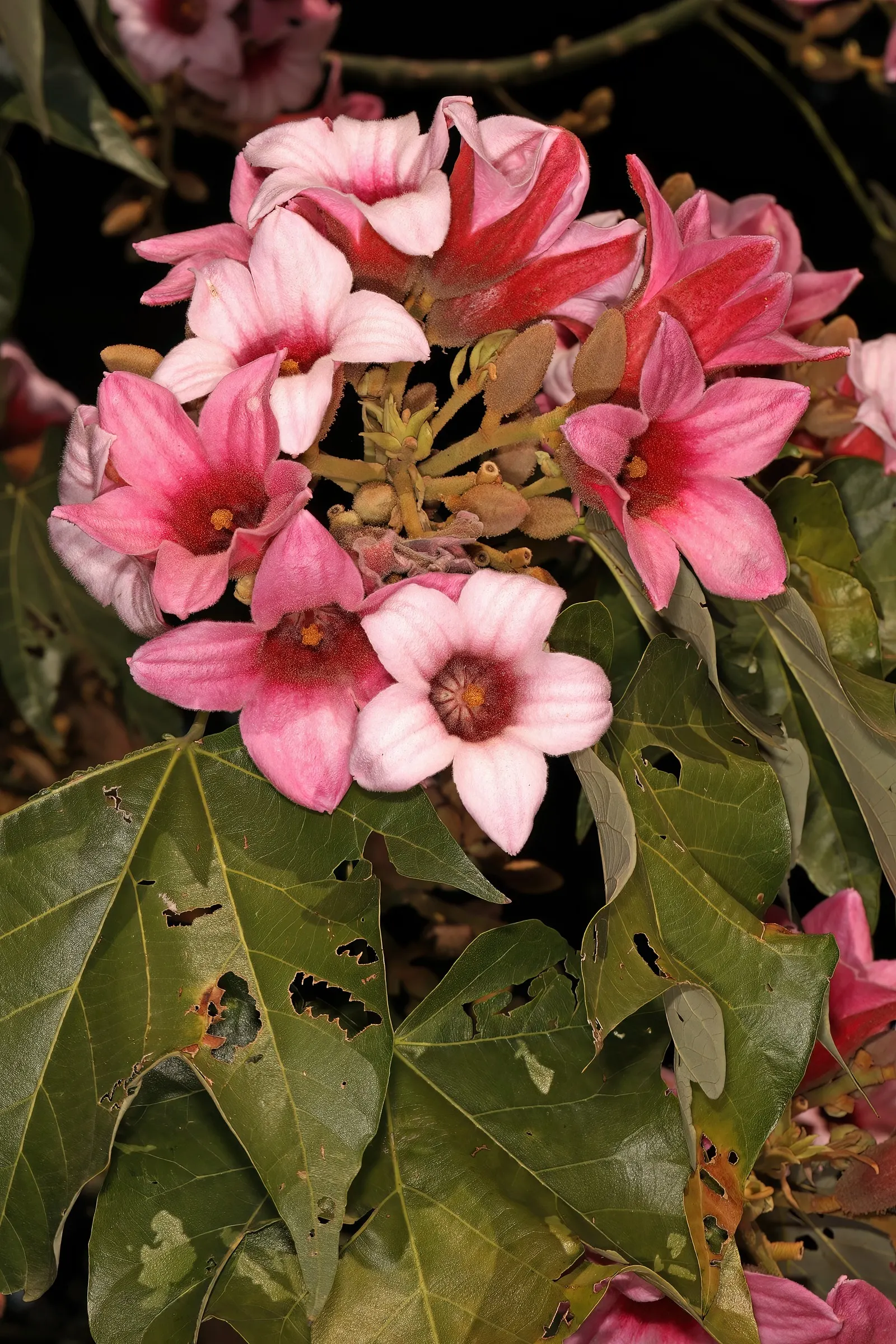 Lacebark (Brachychiton Discolor) — tree for full or half; remember to include room for vertical and horizontal growth when aligning this tree, image 112