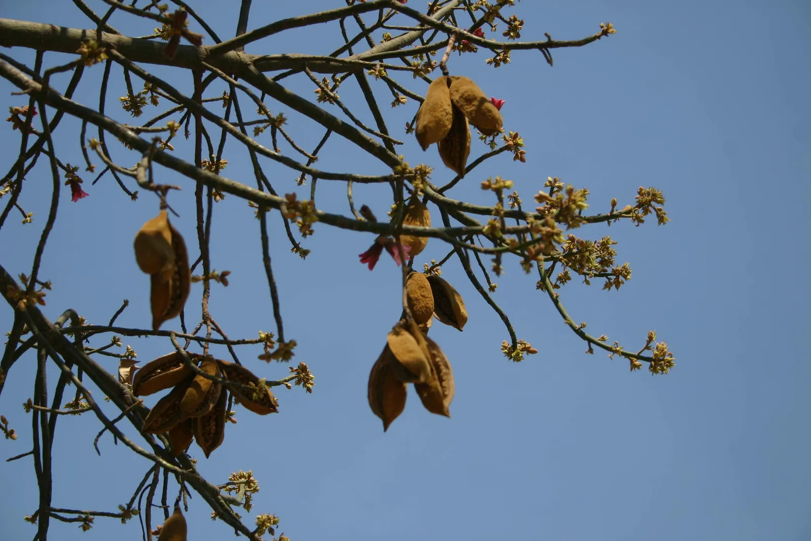 Lacebark (Brachychiton Discolor) — the tree develops boat-shaped seed pods that are equally ornamental; attracting pollinators to the, image 131