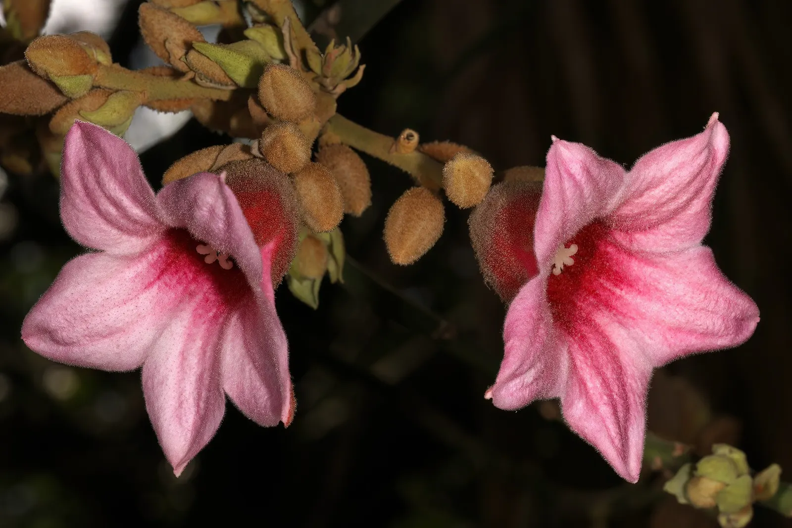 Lacebark (Brachychiton Discolor) — Its moderate growth rate and drought tolerance make it an attractive