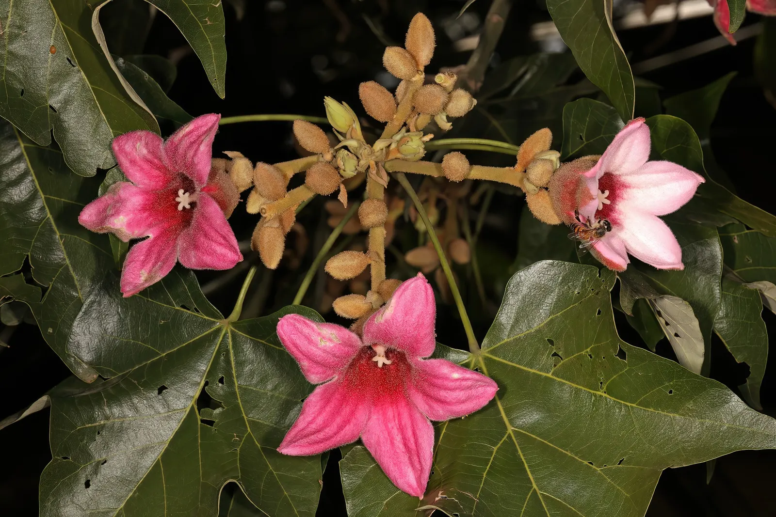 Lacebark (Brachychiton Discolor) — It is relatively drought-tolerant once established; attracting pollinators to the garden.<br><br>Following its, image 135