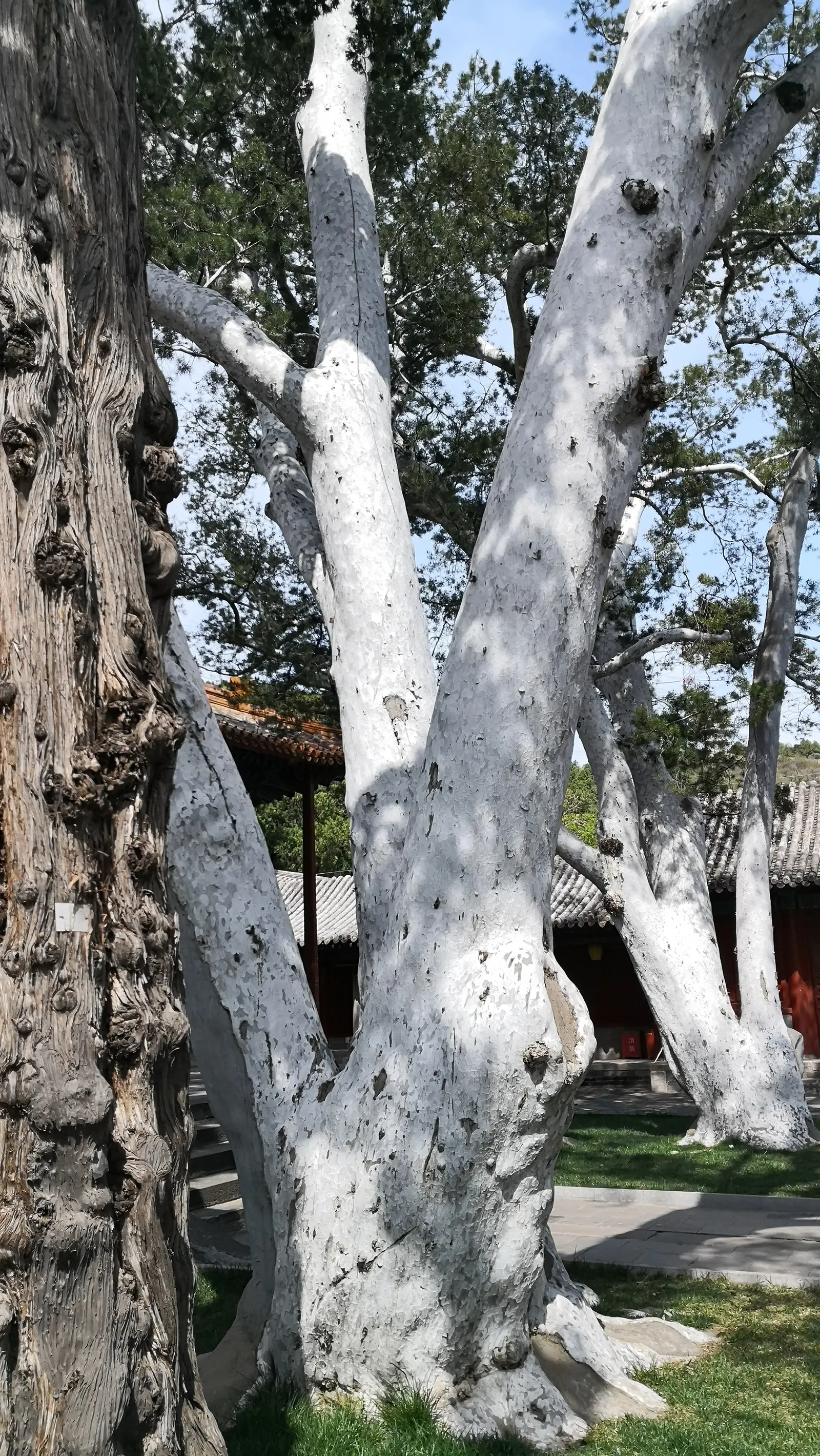Lacebark (Brachychiton Discolor) — These are deeply lobed, offering a textured aesthetic throughout the growing season; this semi-evergreen species, image 69