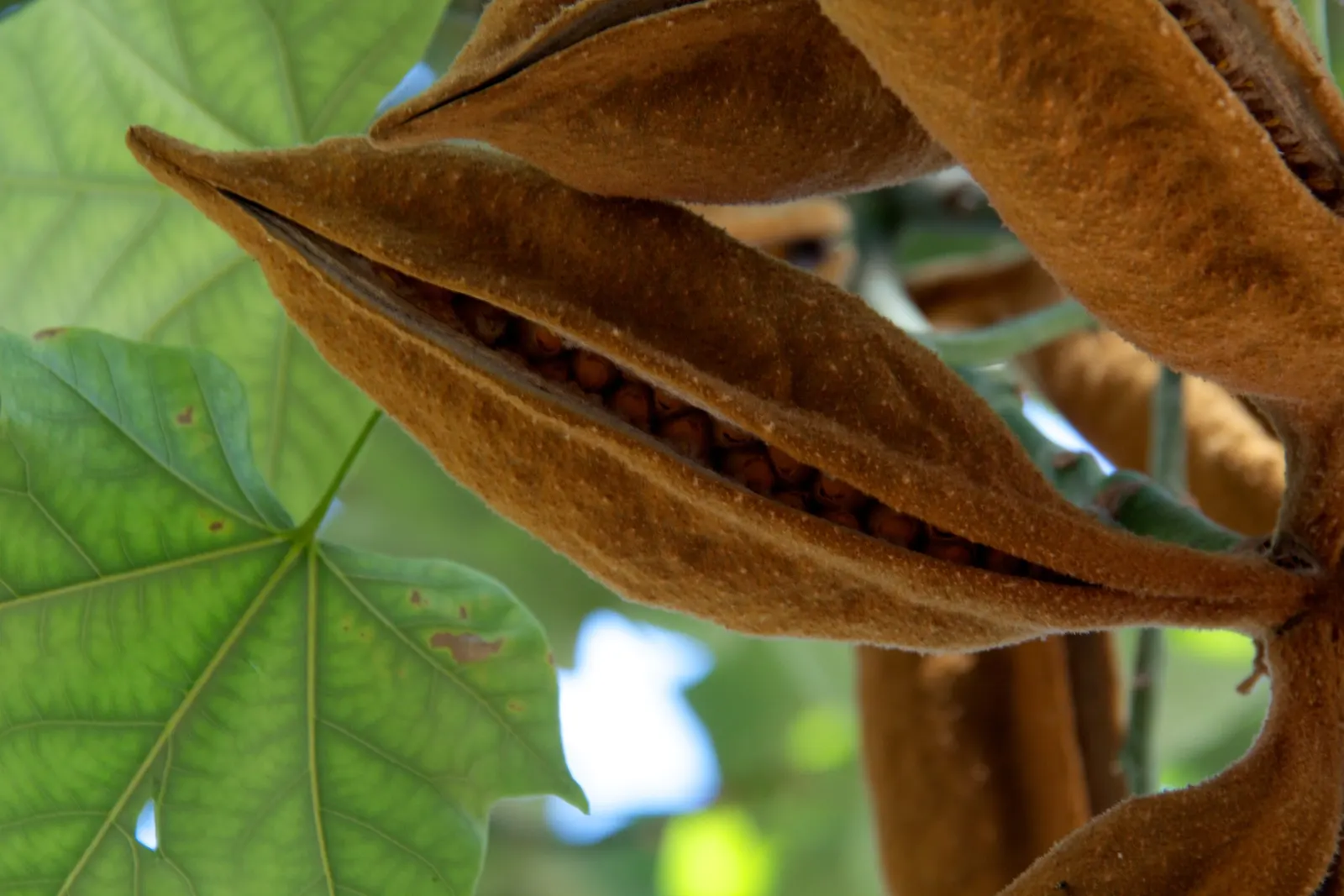 Lacebark (Brachychiton Discolor) — starting off green and maturing to brown; remember to include room for vertical and horizontal growth when, image 132