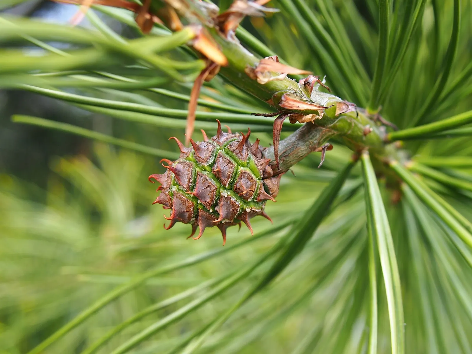 Lacebark (Brachychiton Discolor) — tree for full or half; remember to include room for vertical and horizontal growth when aligning this tree within a planting