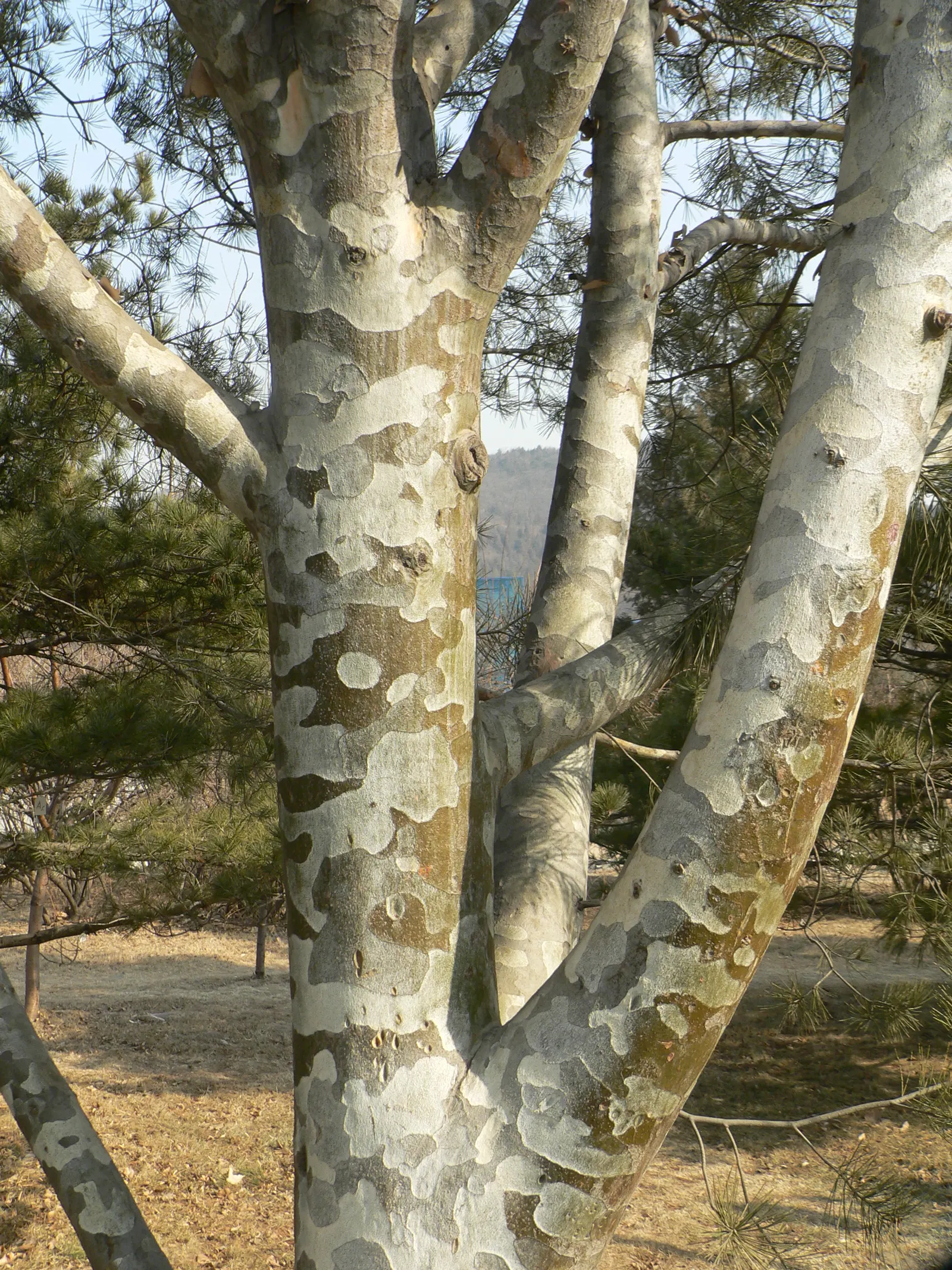 Lacebark (Brachychiton Discolor) — dark green leaves that span 4 to 8 inches long; remember to include room for vertical and horizontal growth when, image 68