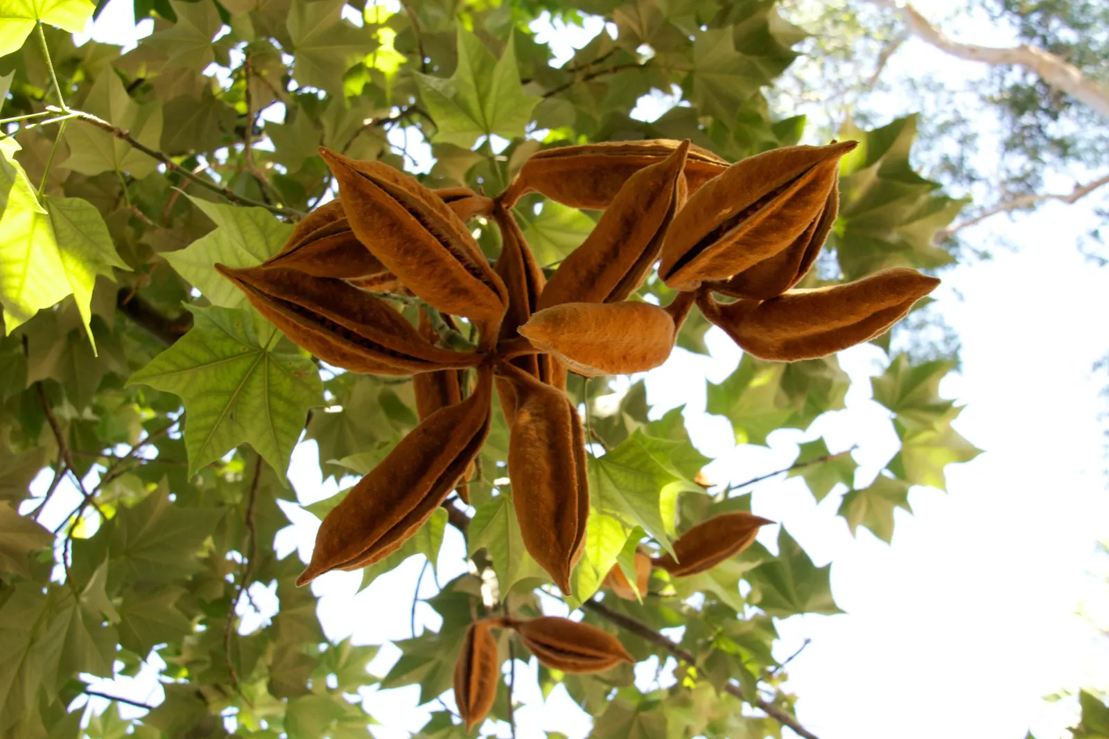 Lacebark (Brachychiton Discolor) — Remember to include room for vertical and horizontal growth when aligning this tree within a planting design, image 137