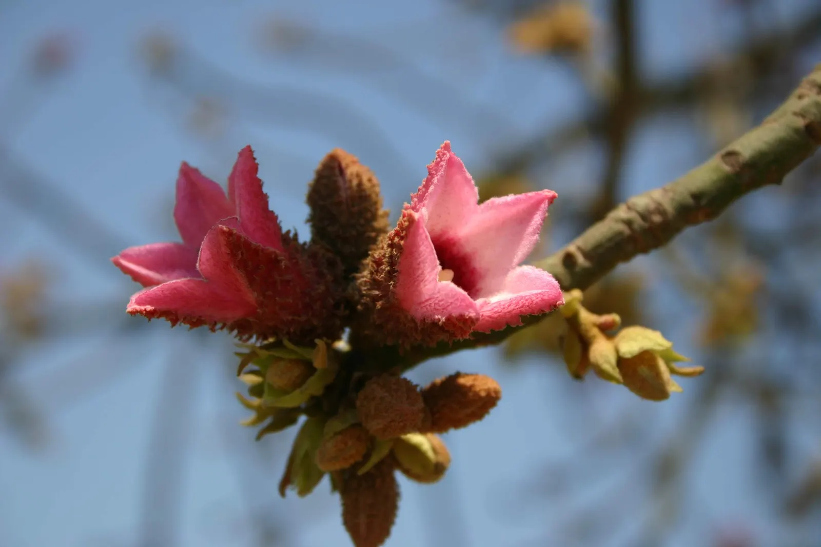 Lacebark (Brachychiton Discolor) — adding more interest to the winter landscape.<br><br>For optimal growth; this semi-evergreen species thrives in, image 133
