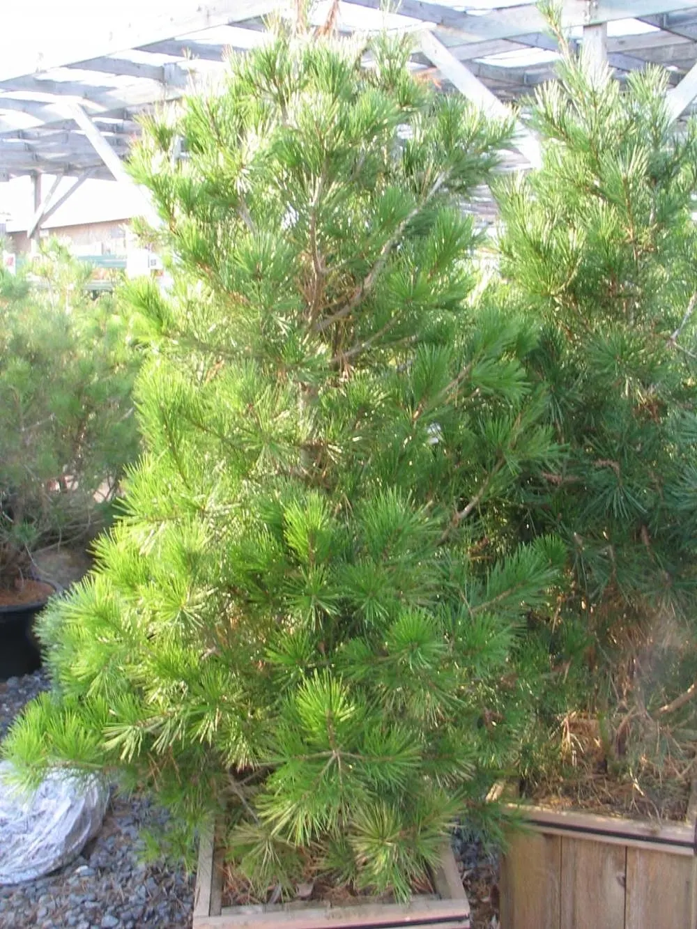 Lacebark (Brachychiton Discolor) — The Lacebark tree (Brachychiton discolor); this semi-evergreen species thrives in USDA zones 9-11, preferring, image 85