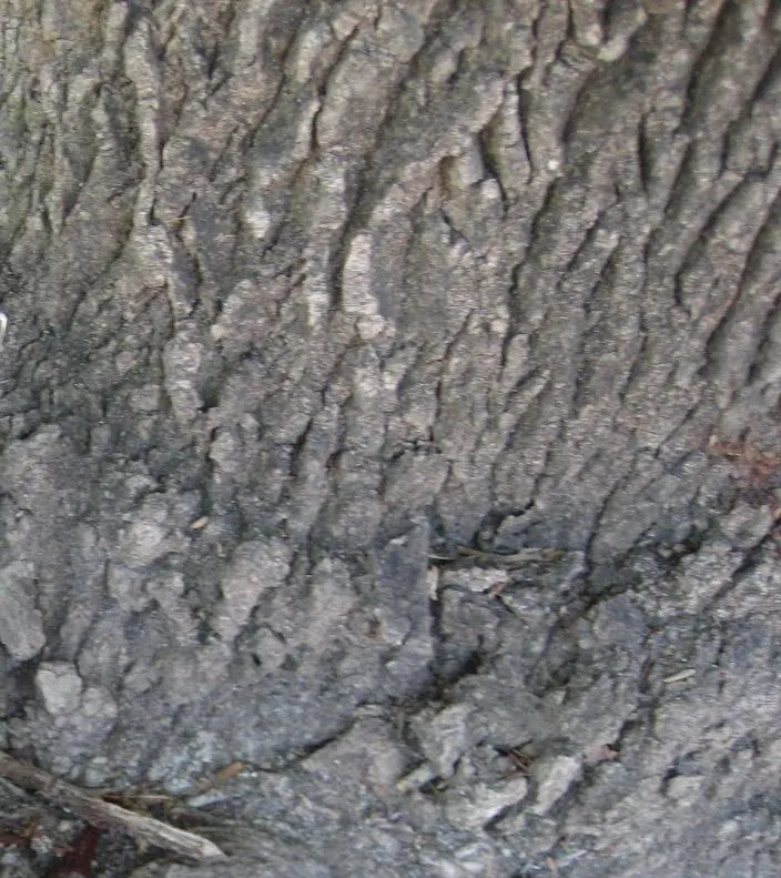 Lacebark (Brachychiton Discolor) — the Lacebark should be planted in well-drained soil with full sun to partial shade exposure; this semi-deciduous, image 134