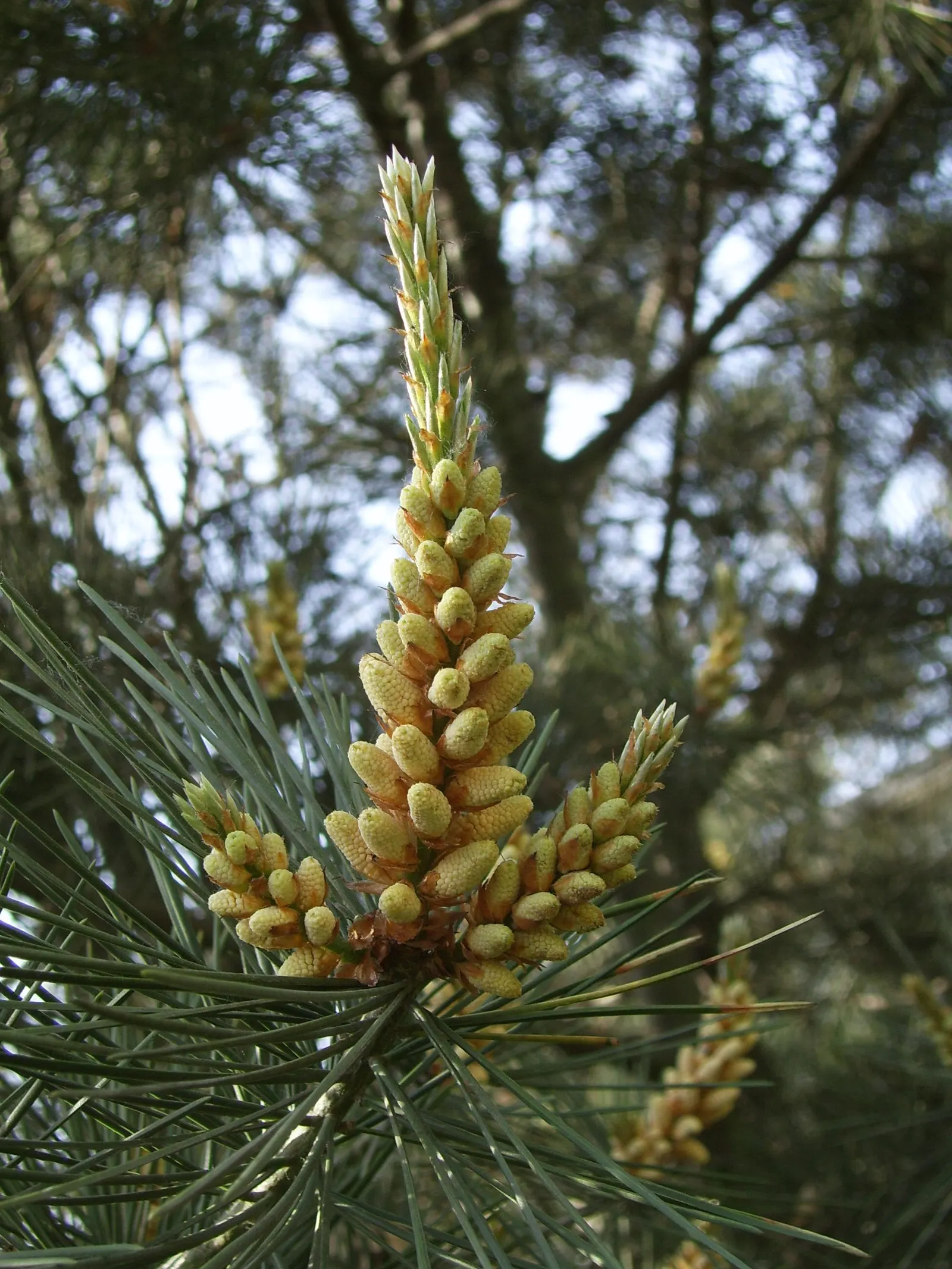 Lacebark (Brachychiton Discolor) — Come spring and early summer; this semi-deciduous tree typically reaches heights of 30 to 50 feet with a spread, image 70