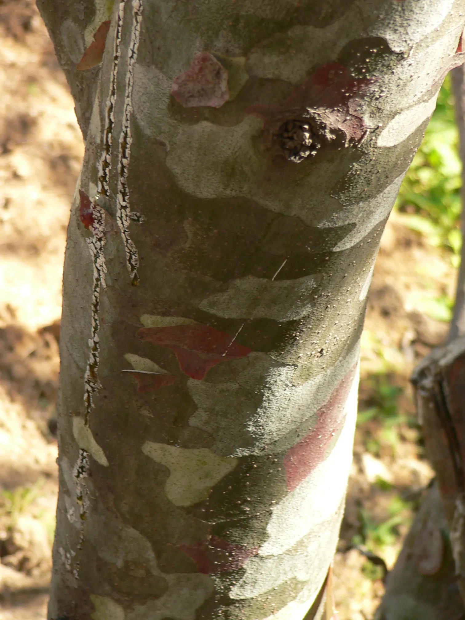 Lacebark (Brachychiton Discolor) — this semi-deciduous tree typically reaches heights of 30 to 50 feet with a spread of 15 to 30 feet; attracting, image 67