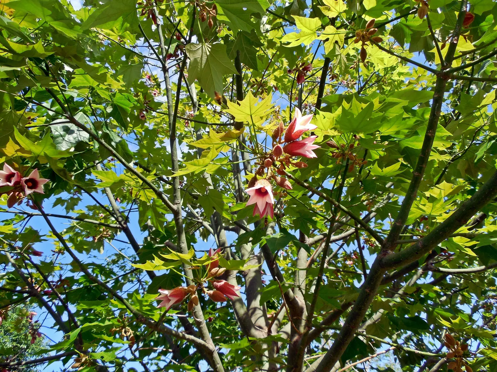 Lacebark (Brachychiton Discolor) — pink flowers in the garden; this semi-deciduous tree typically reaches heights of 30 to 50 feet with a spread of, image 110