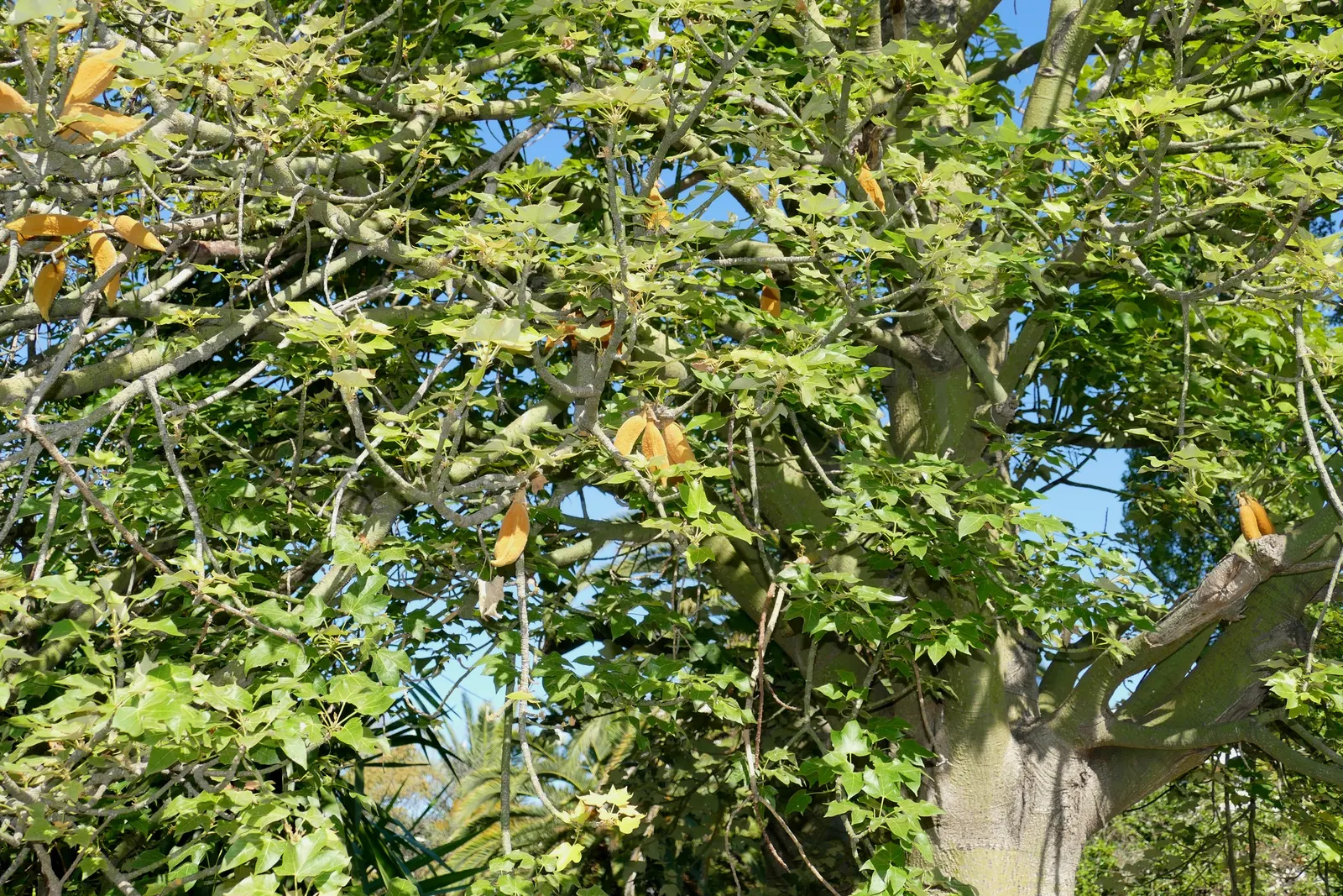 Lacebark (Brachychiton Discolor) — reaching heights of 30‚Äì45 ft with a canopy spread of 15‚Äì30 ft; this semi-deciduous tree typically reaches, image 114