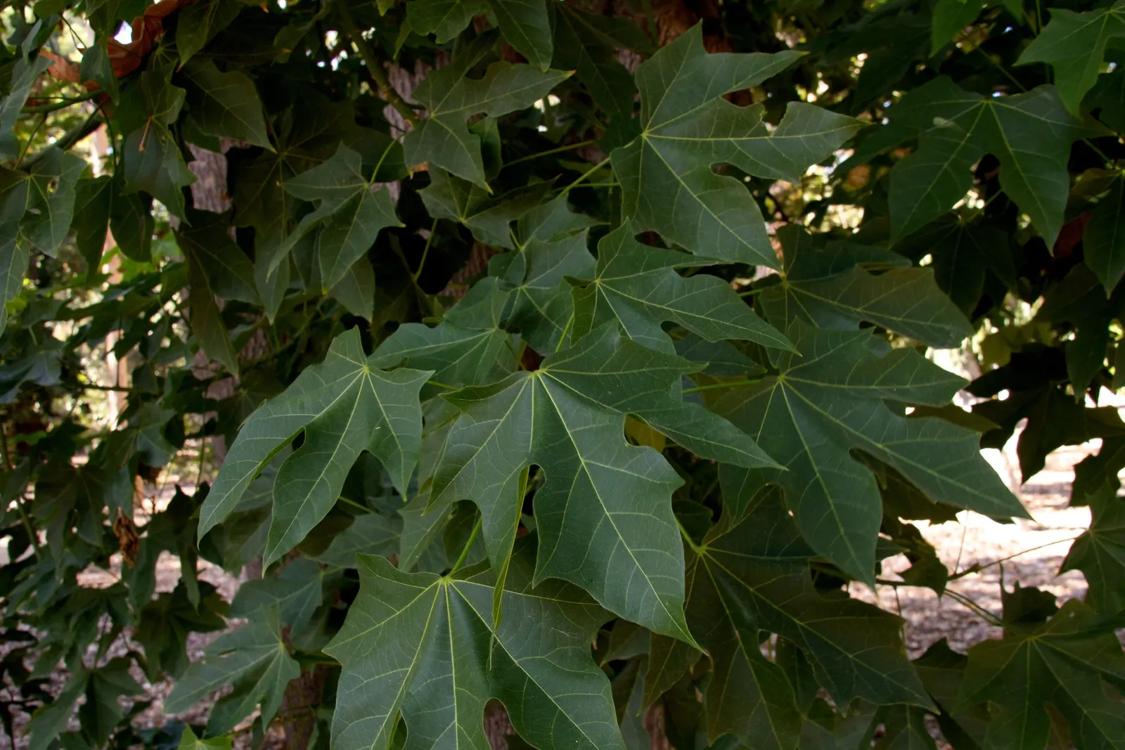 Lacebark (Brachychiton Discolor) — making it a sturdy option for a variety of landscape designs; remember to include room for vertical and, image 136