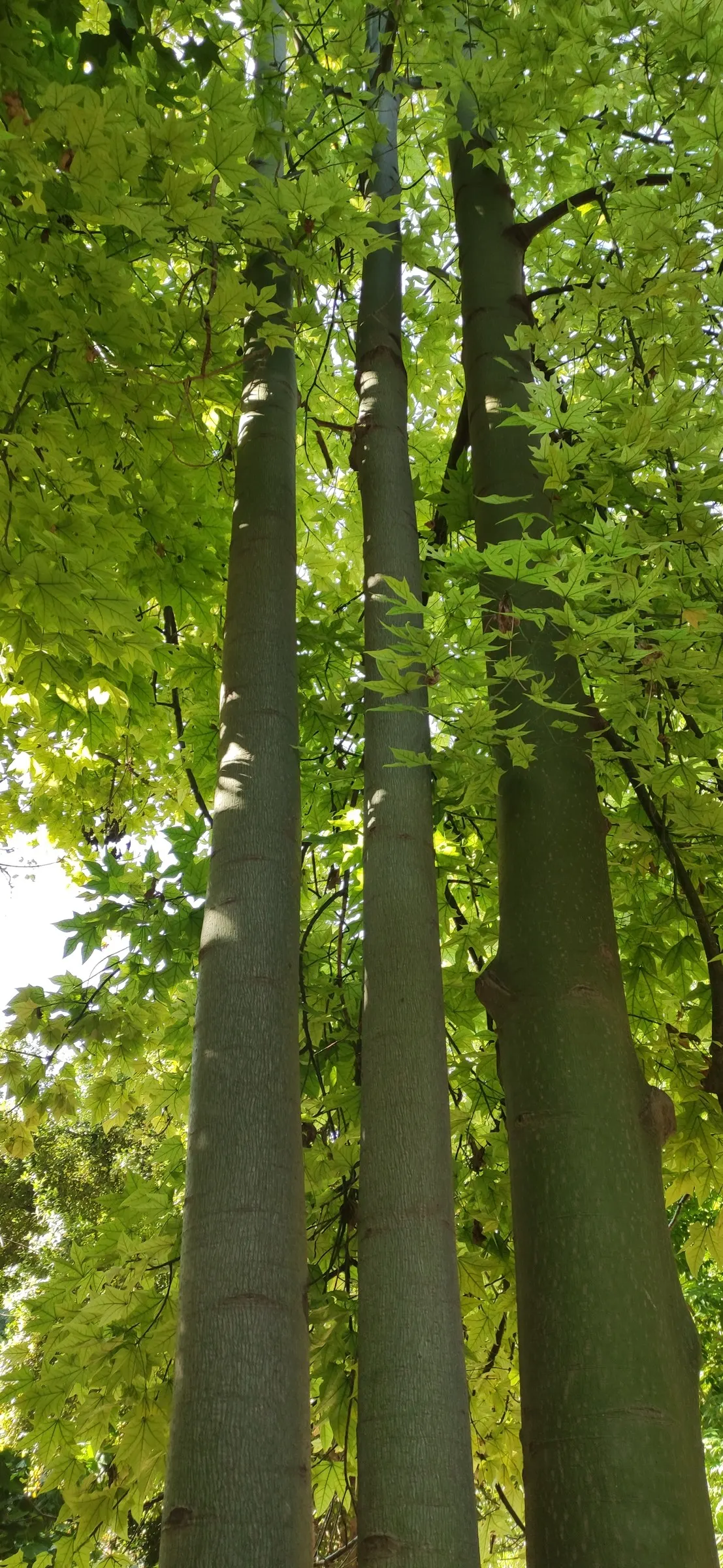 Lacebark (Brachychiton Discolor) — is a standout specimen within the landscape; remember to include room for vertical and horizontal growth when, image 120