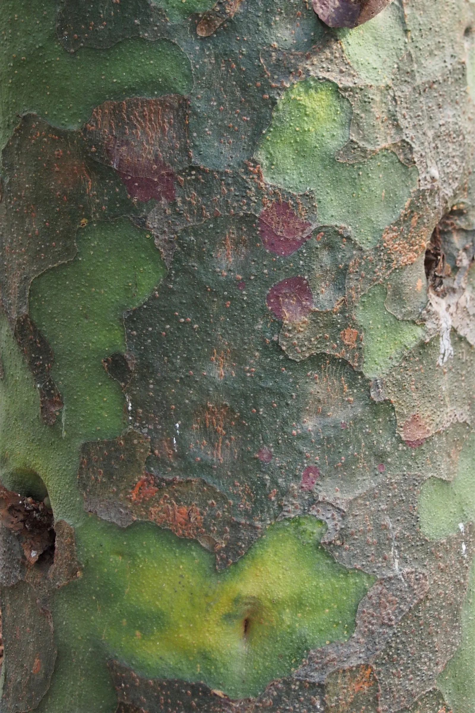 Lacebark (Brachychiton Discolor) — making it a sturdy option for a variety of landscape designs; remember to include room for vertical and horizontal growth