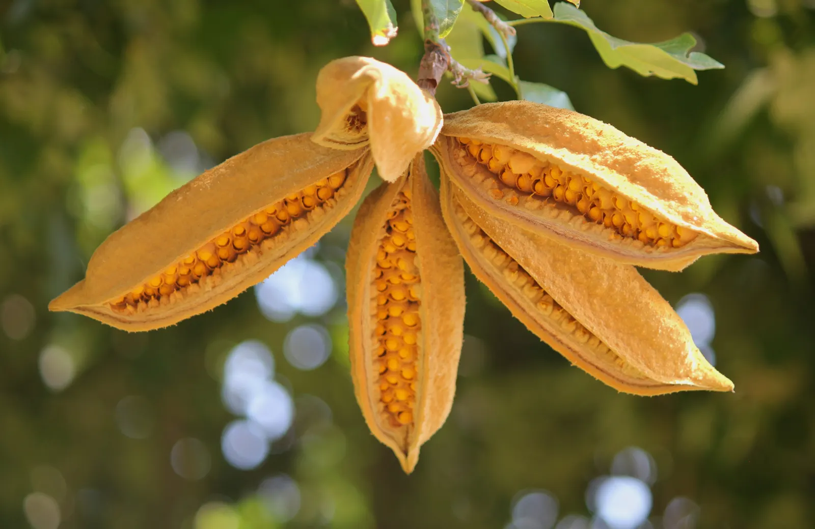 Lacebark (Brachychiton Discolor) — The Lacebark tree (Brachychiton discolor); this semi-evergreen species thrives in USDA zones 9-11, preferring, image 113