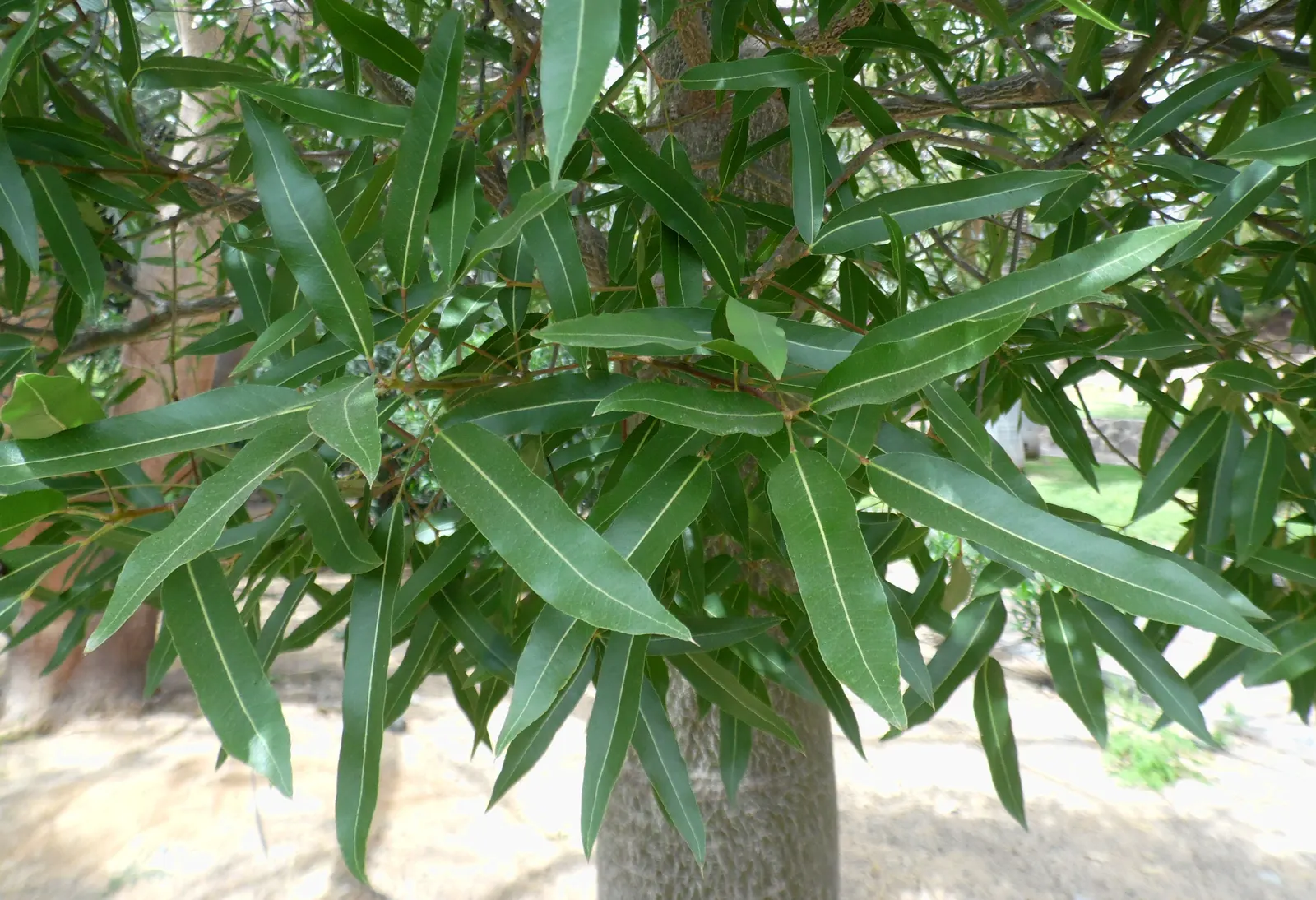 Lacebark (Brachychiton Discolor) — the Lacebark should be planted in well-drained soil with full sun to partial shade exposure; this semi-deciduous, image 106