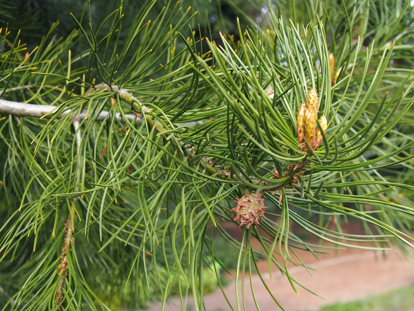 Lacebark (Brachychiton Discolor) — Its moderate growth rate and drought tolerance make it an attractive; this semi-evergreen species thrives in, image 61
