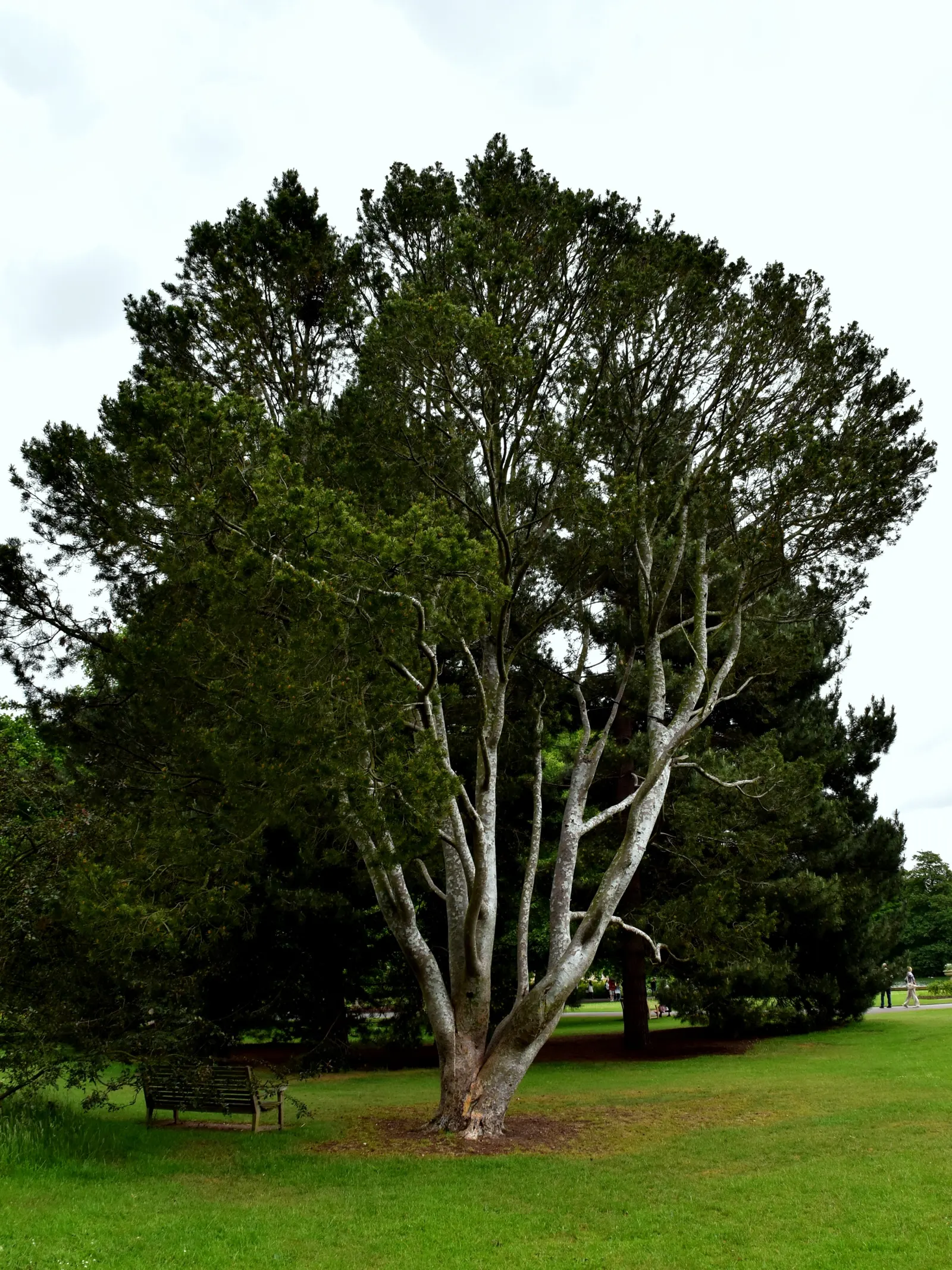 Lacebark (Brachychiton Discolor) — marked by red inner stripes - providing a striking contrast against the foliage; remember to include room for vertical and