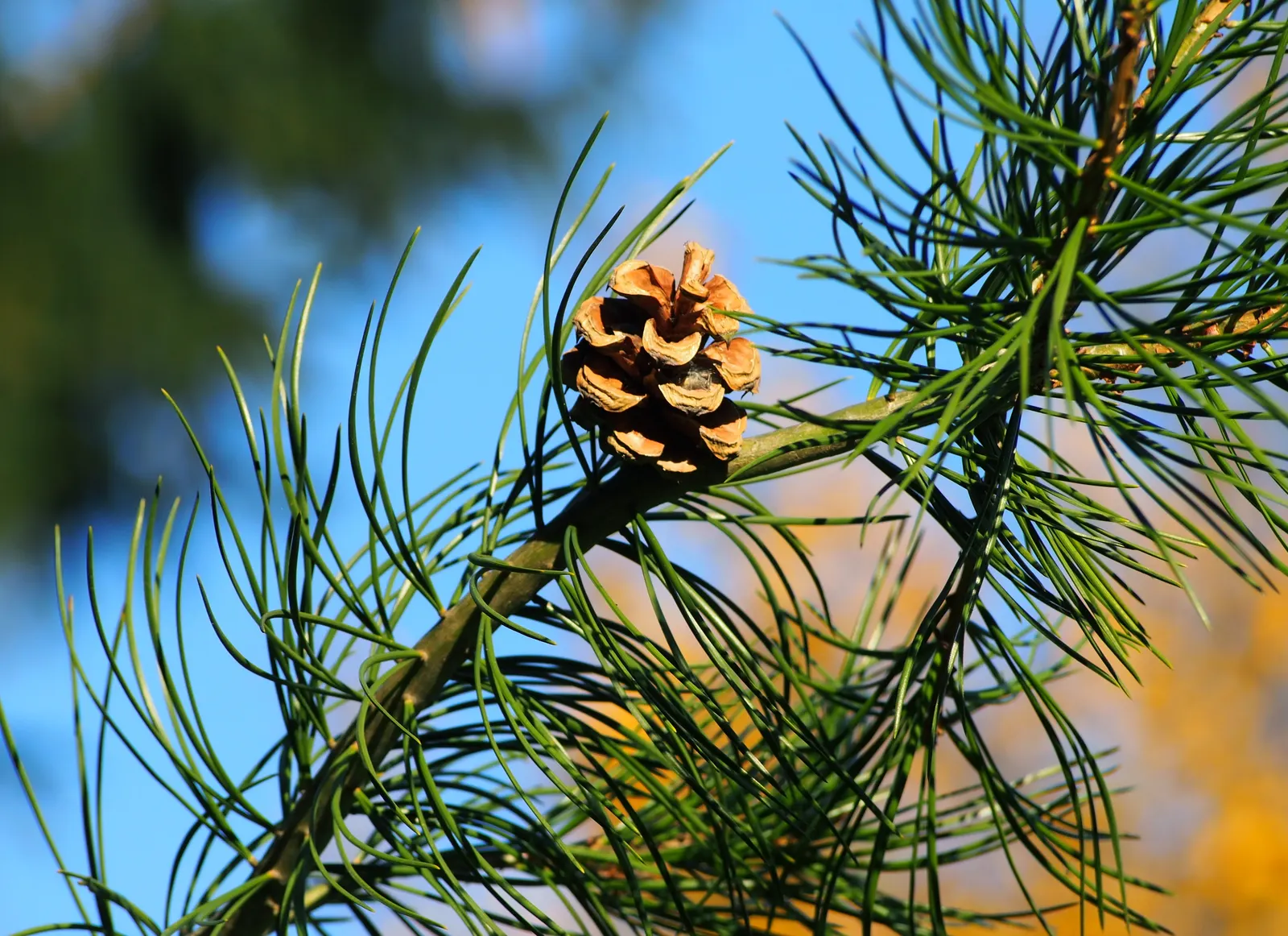 Lacebark (Brachychiton Discolor) — the tree develops boat-shaped seed pods that are equally ornamental; attracting pollinators to the garden.<br><br>Following