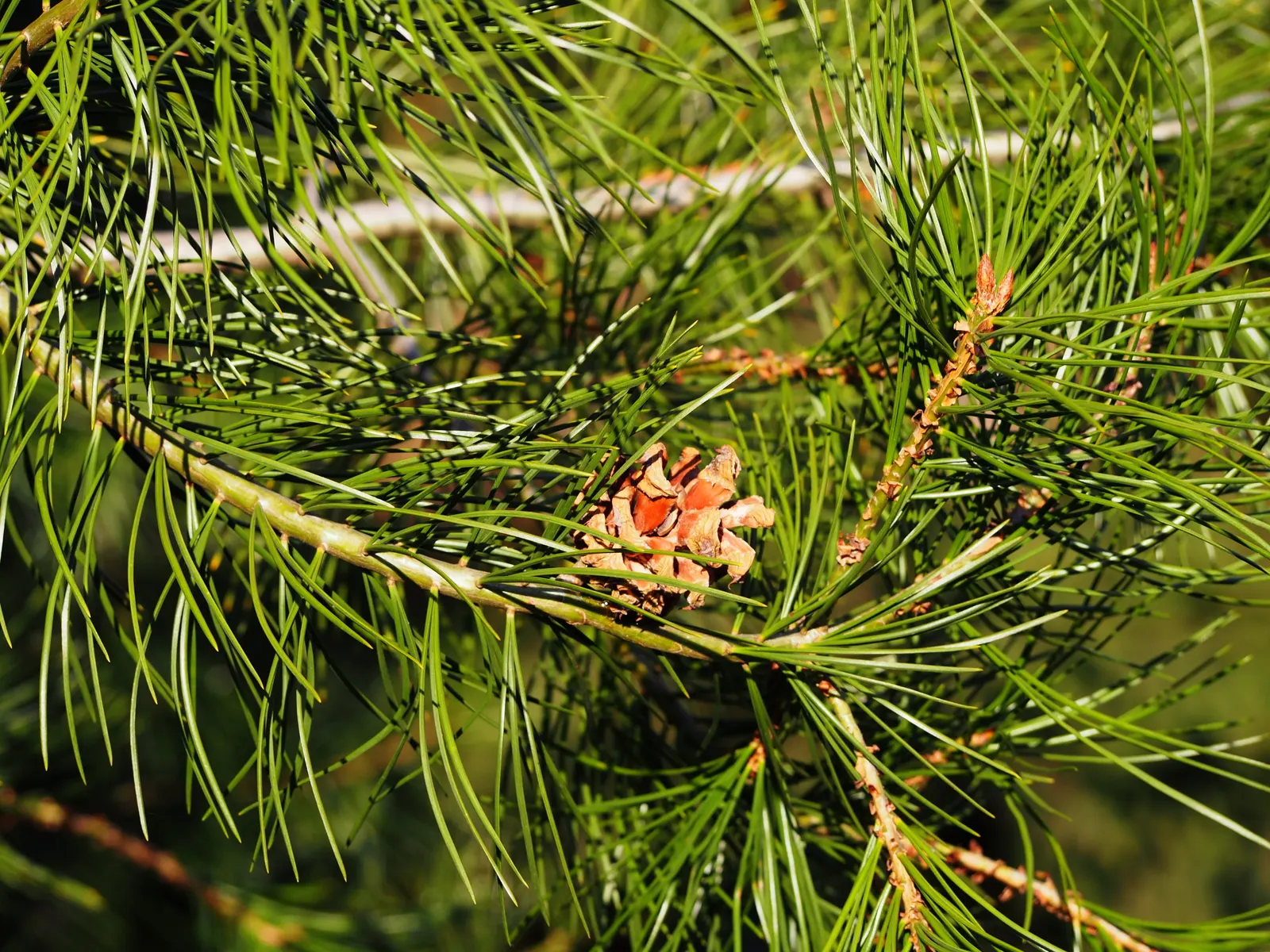 Lacebark (Brachychiton Discolor) — scientifically referred to as Brachychiton discolor; attracting pollinators to the garden.<br><br>Following its, image 63