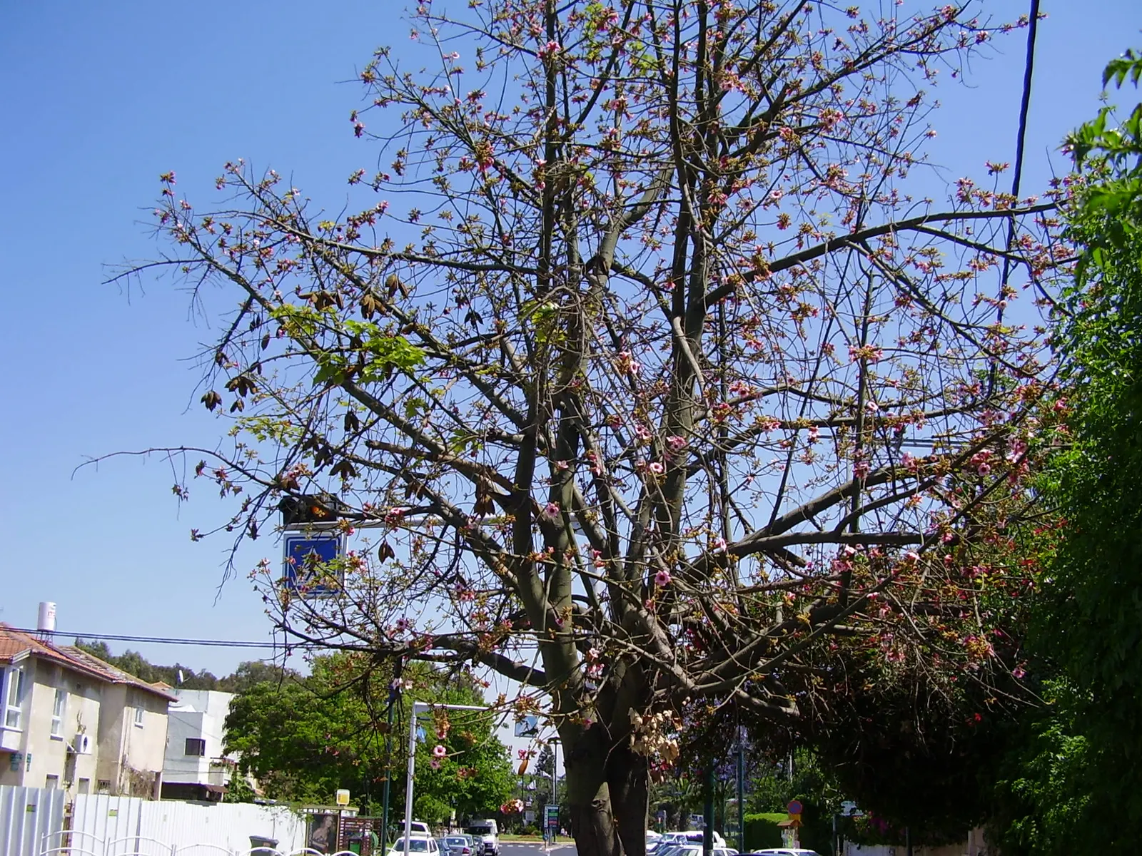 Lacebark (Brachychiton Discolor) — Native to the subtropical regions of northeastern Australia; this semi-deciduous tree typically reaches heights, image 122