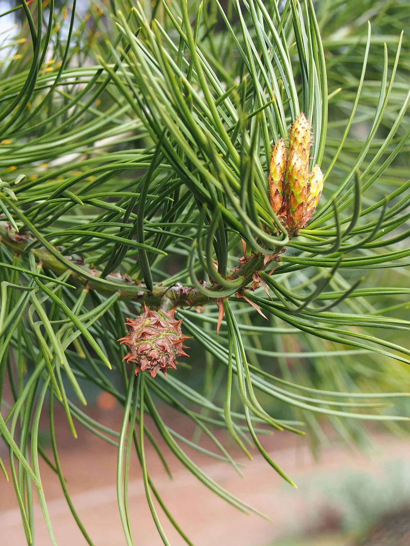 Lacebark (Brachychiton Discolor) — adding more interest to the winter landscape.<br><br>For optimal growth; this semi-evergreen species thrives in USDA zones