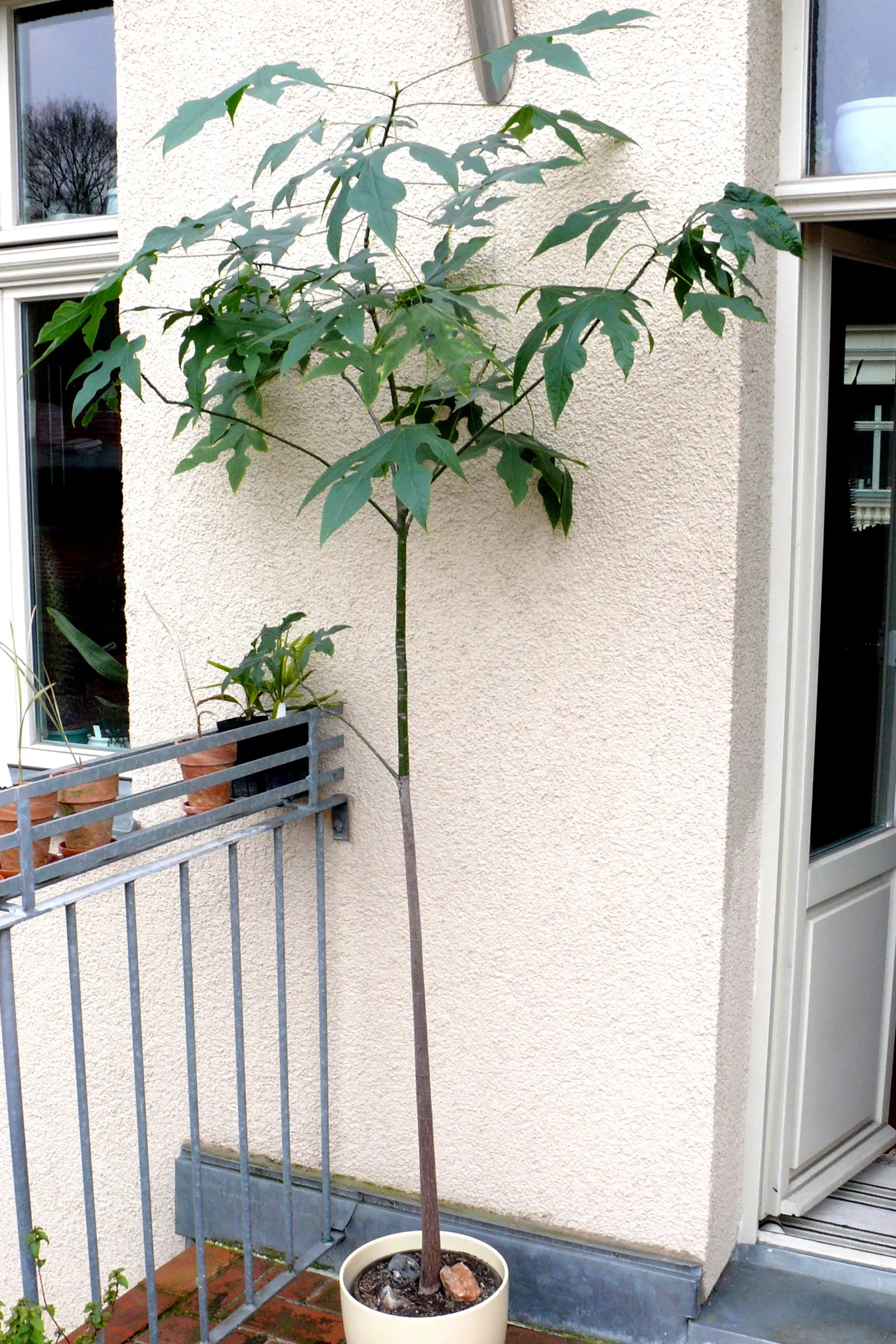Lacebark (Brachychiton Discolor) — Its moderate growth rate and drought tolerance make it an attractive; this semi-evergreen species thrives in, image 117